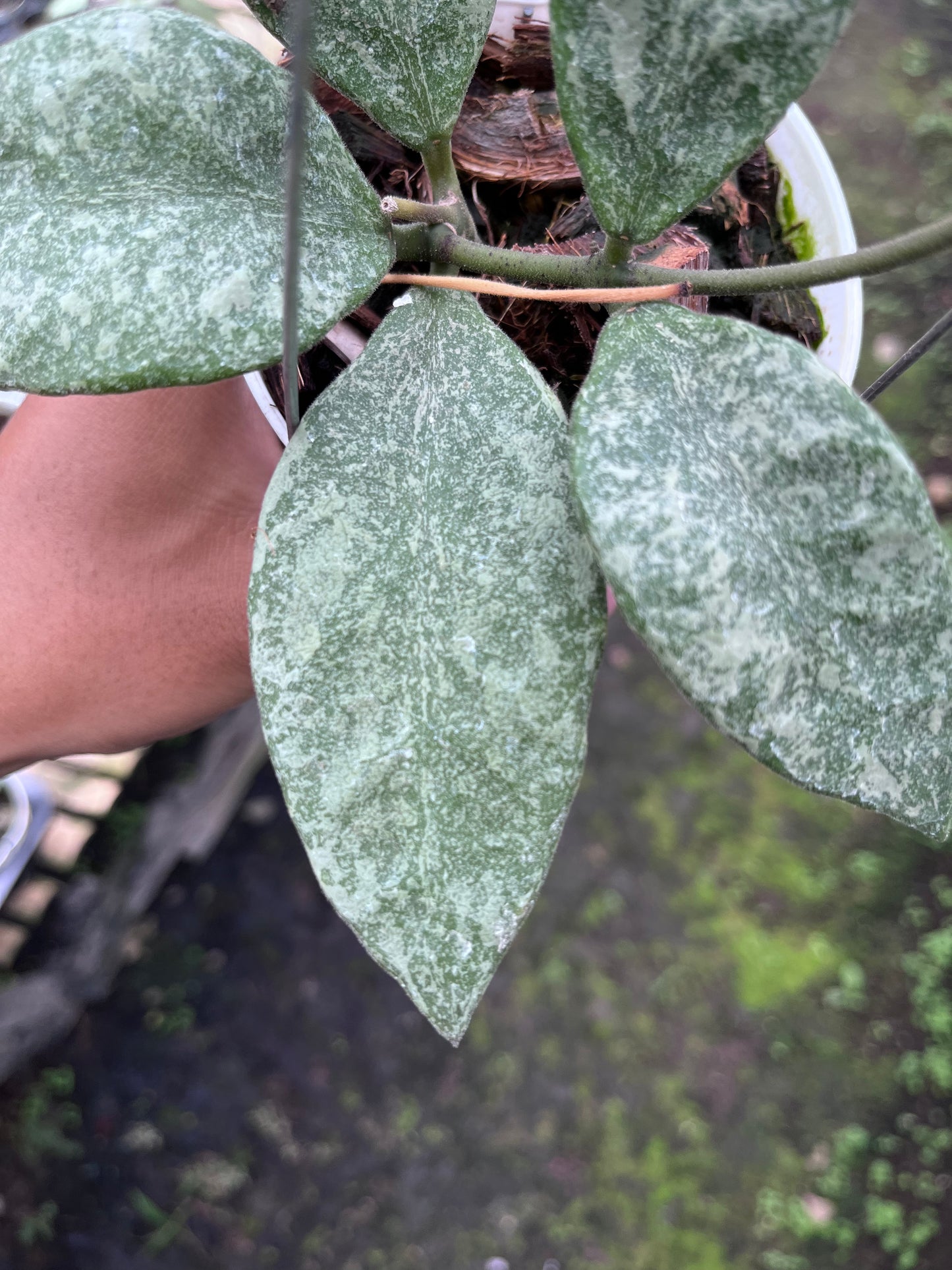 Hoya Rundumensis High Splash
