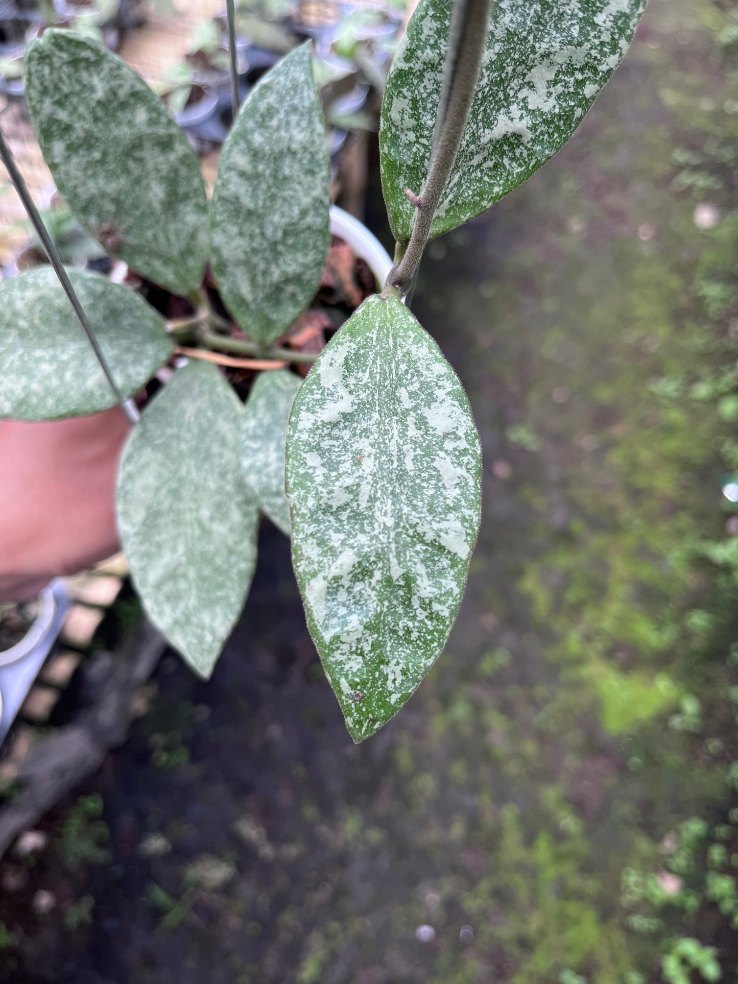 Hoya Rundumensis High Splash