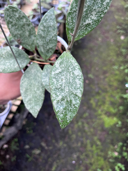 Hoya Rundumensis High Splash