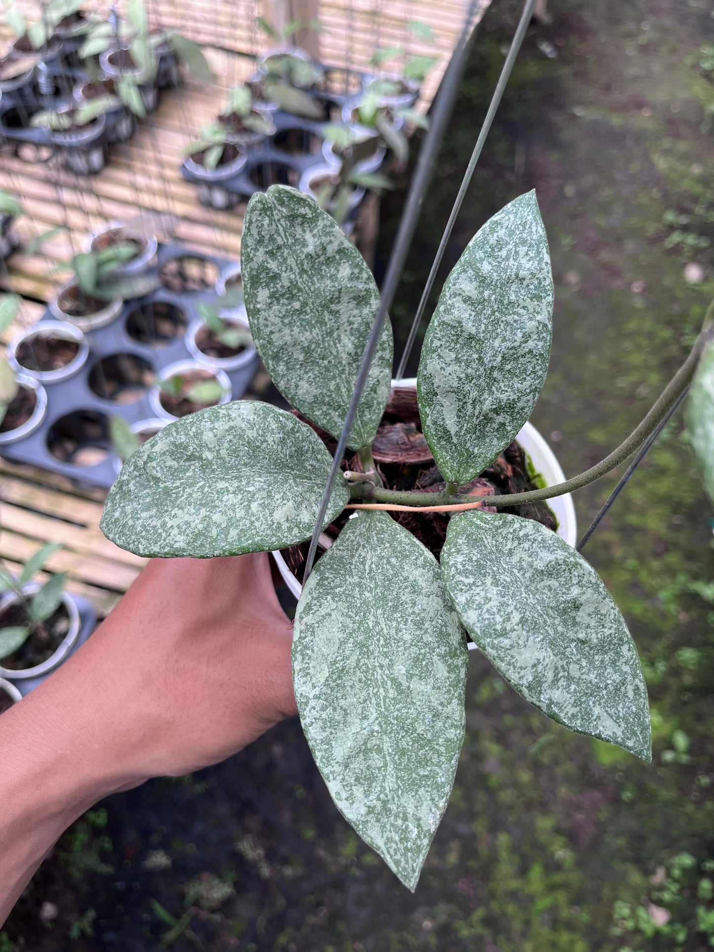 Hoya Rundumensis High Splash