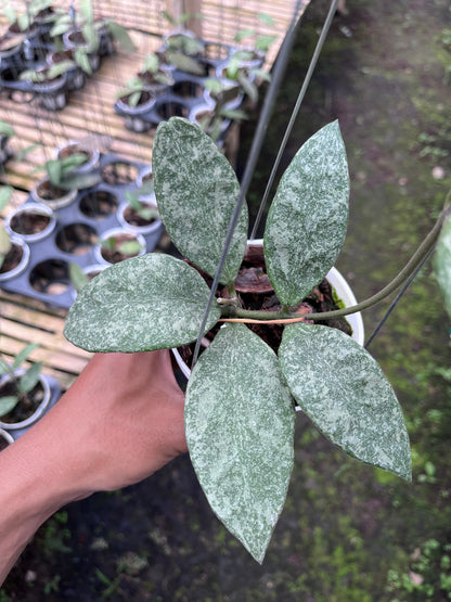 Hoya Rundumensis High Splash