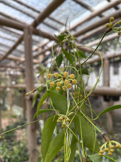 Hoya Tsangii Regular