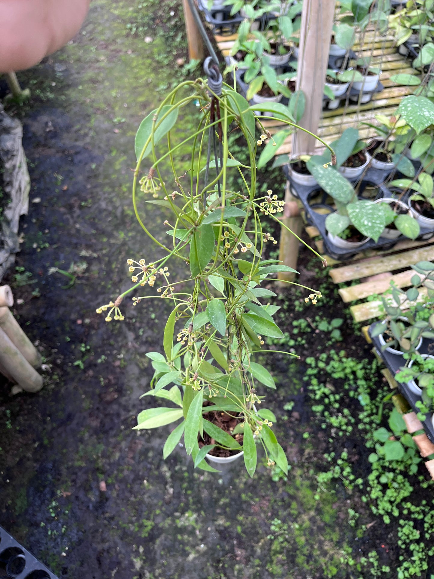 Hoya Tsangii Regular