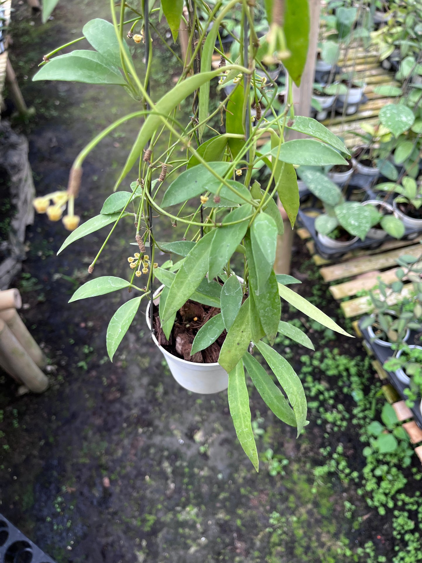 Hoya Tsangii Regular