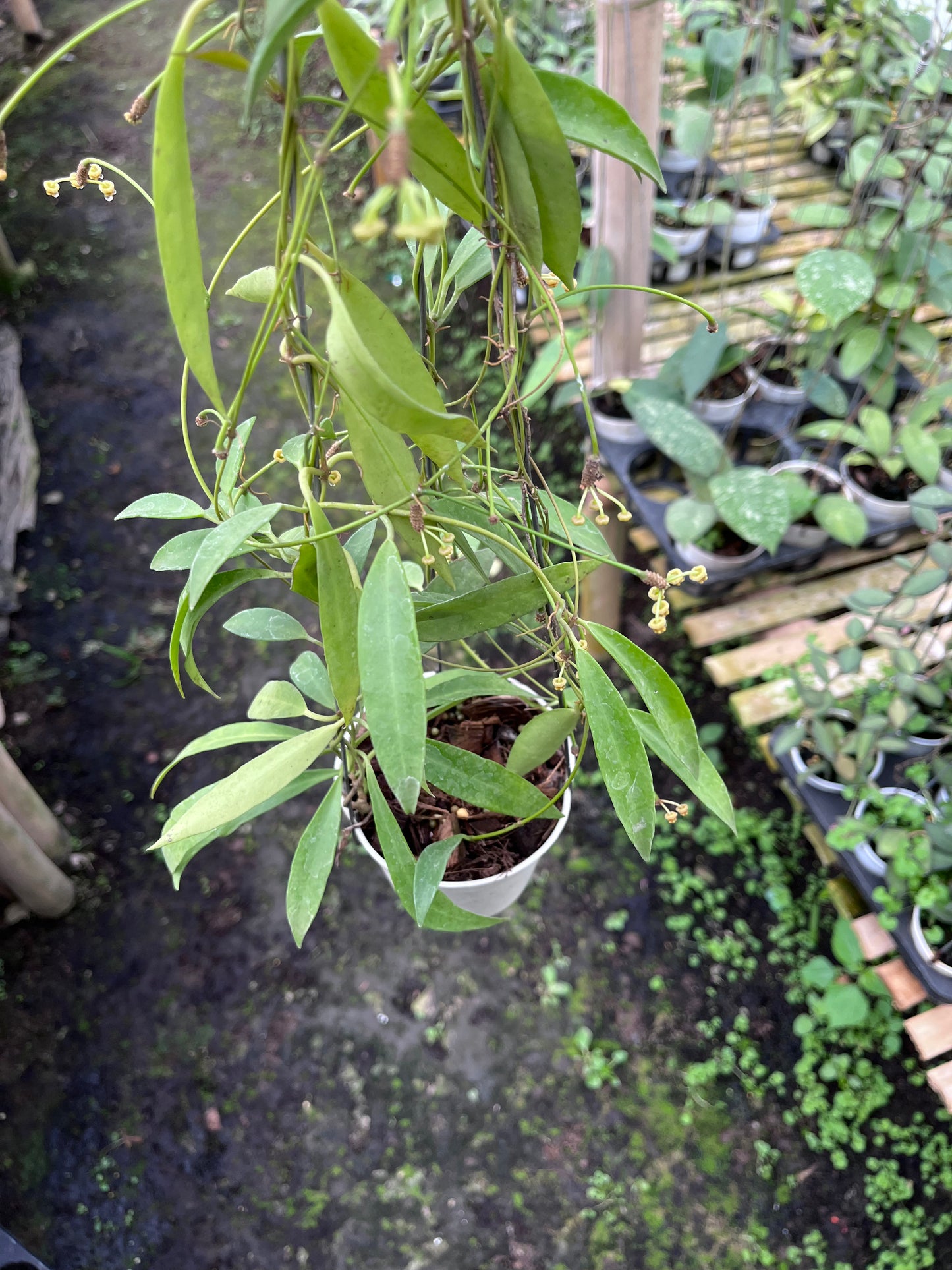 Hoya Tsangii Regular