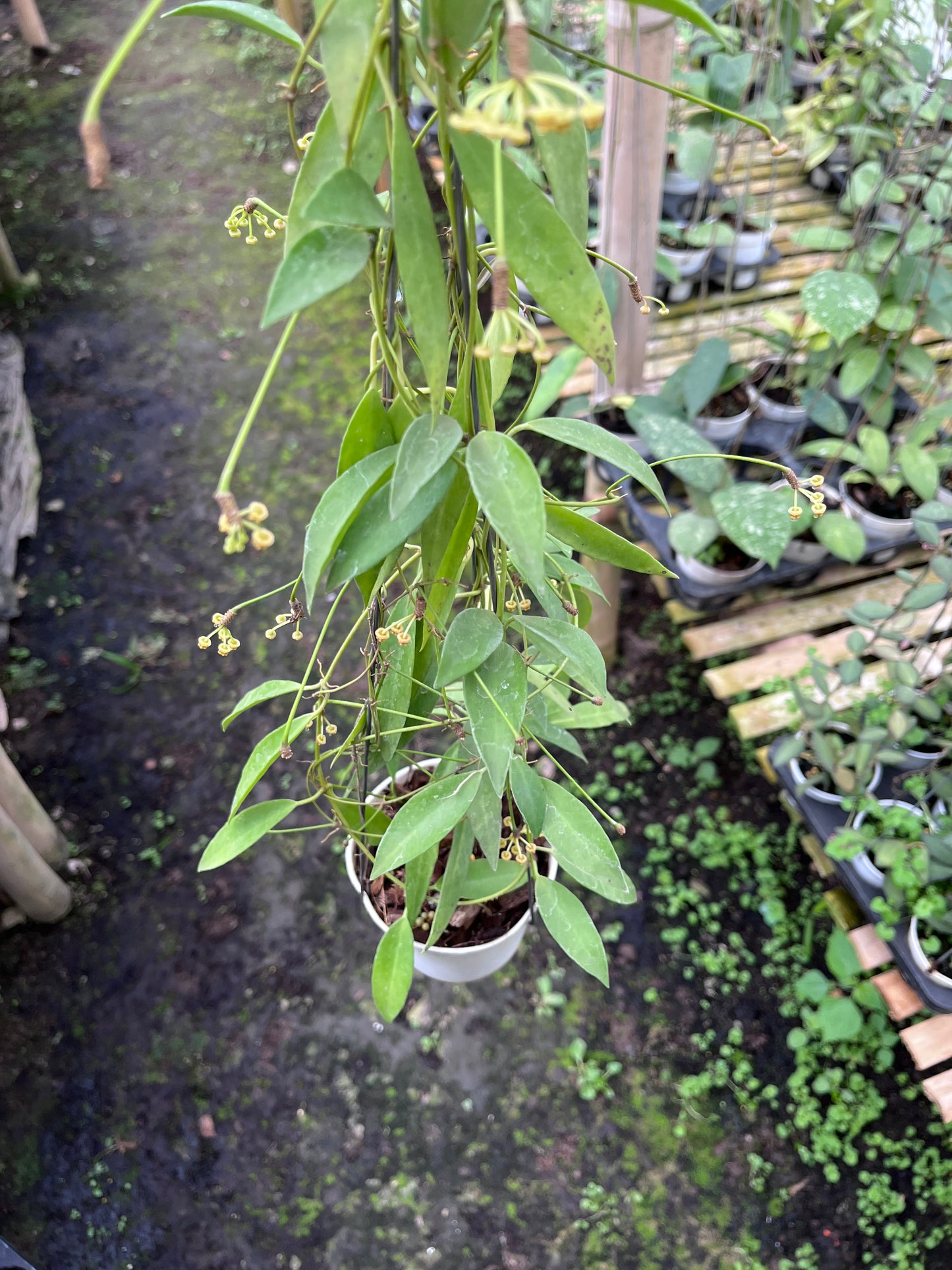 Hoya Tsangii Regular