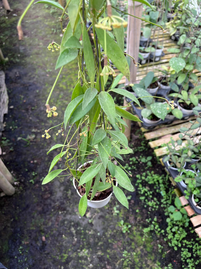 Hoya Tsangii Regular