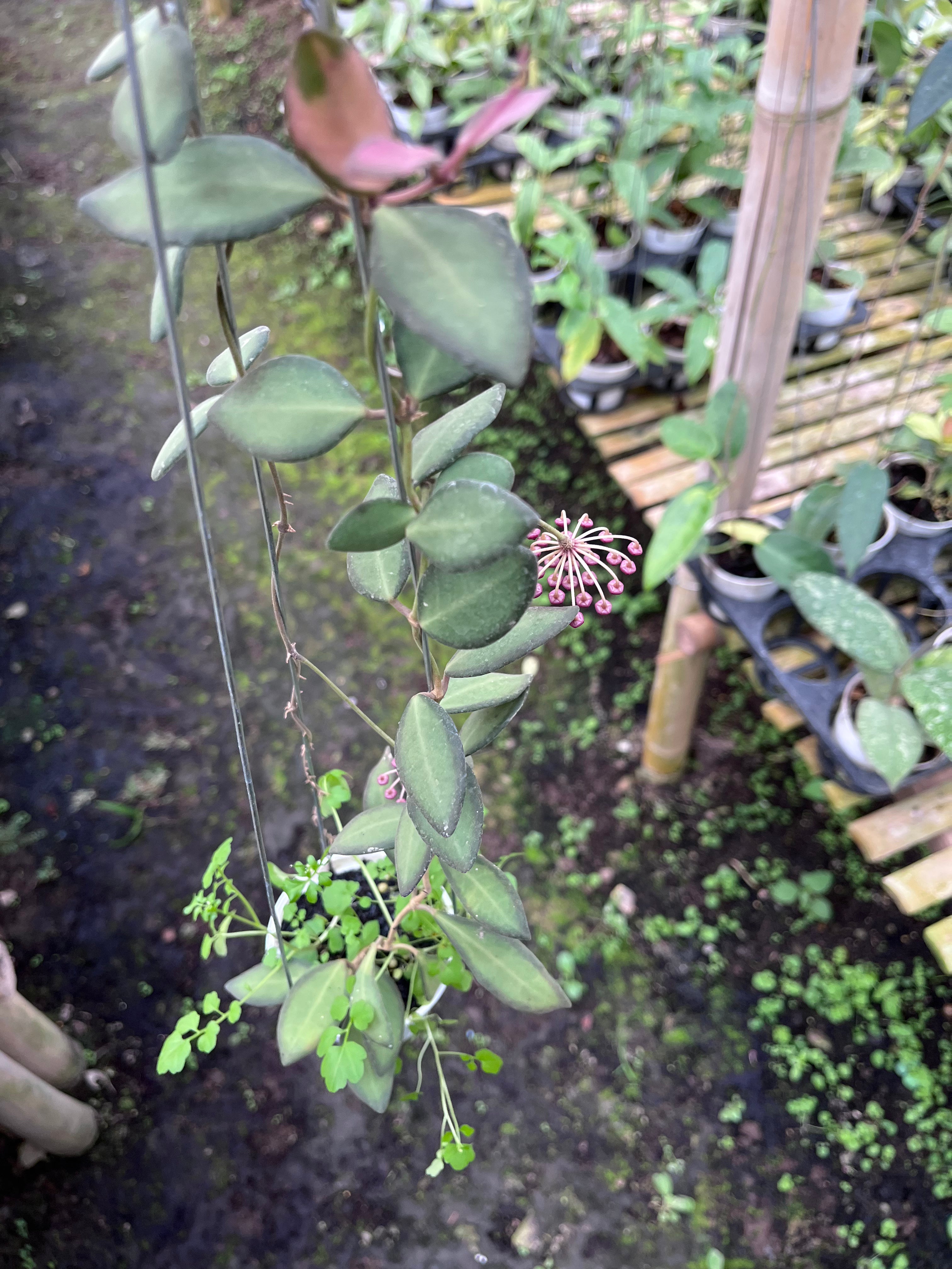 Hoya Ds-70
