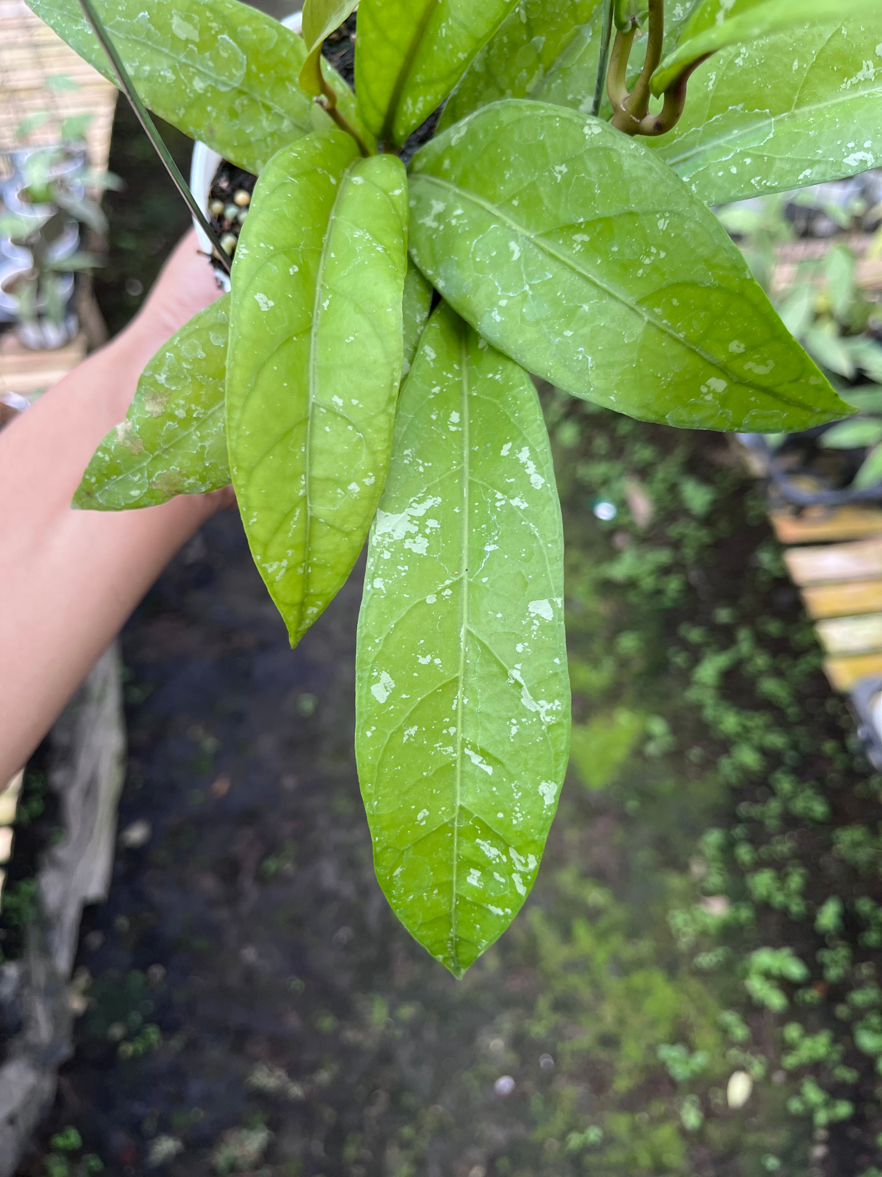 Hoya Sp Aceh Enma