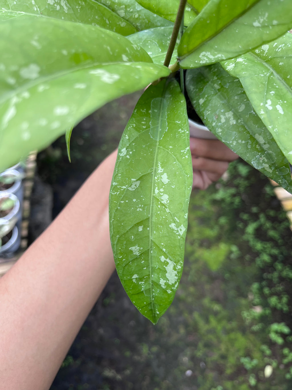 Hoya Sp Aceh Enma