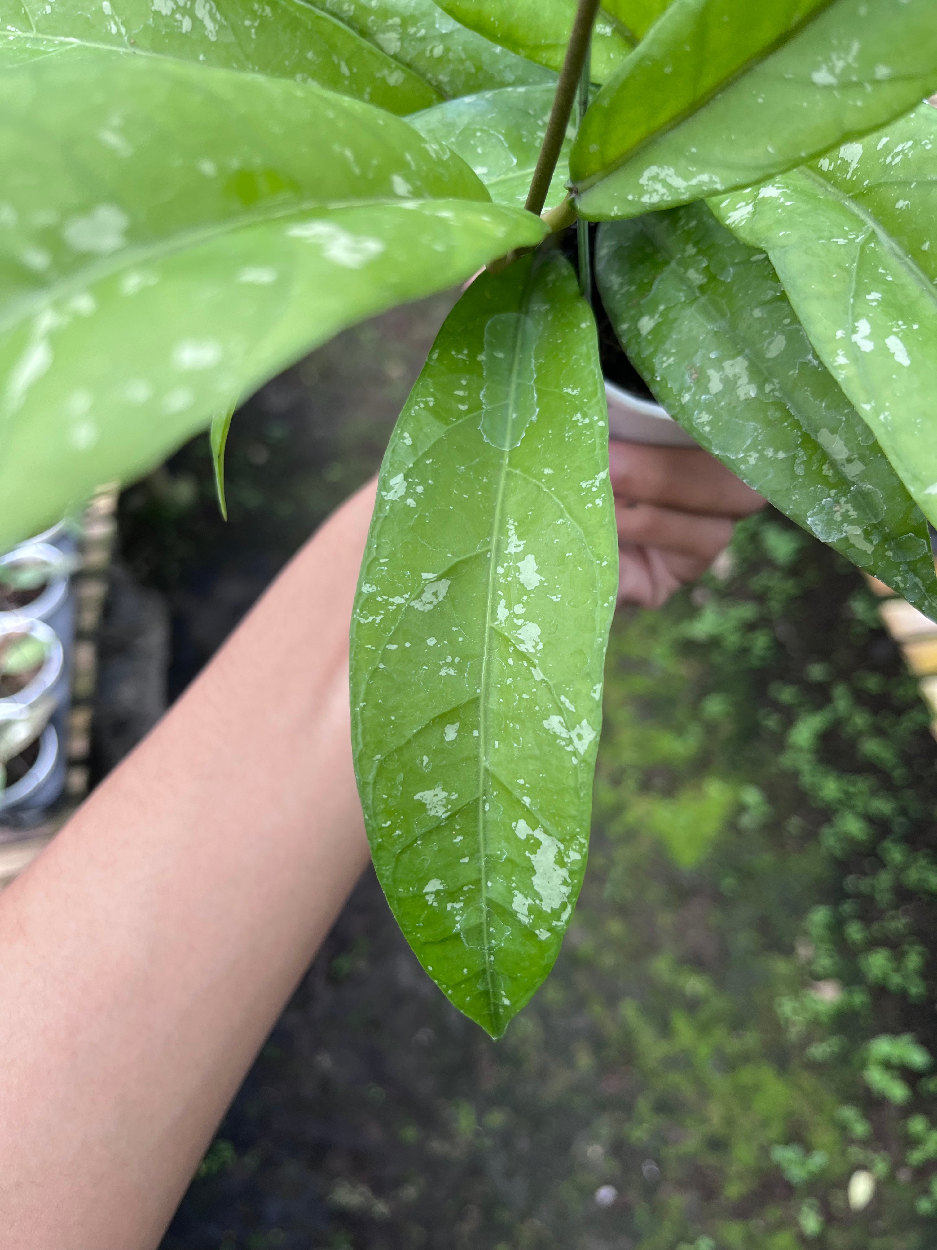 Hoya Sp Aceh Enma
