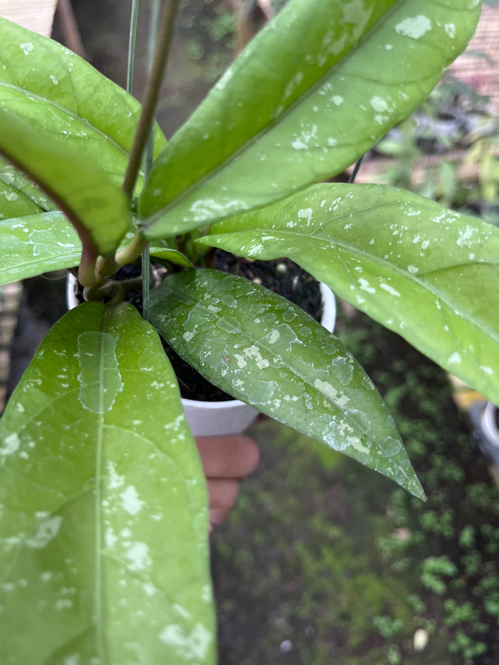 Hoya Sp Aceh Enma