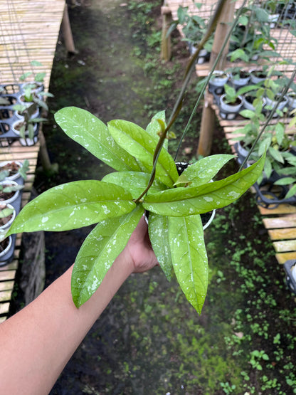 Hoya Sp Aceh Enma