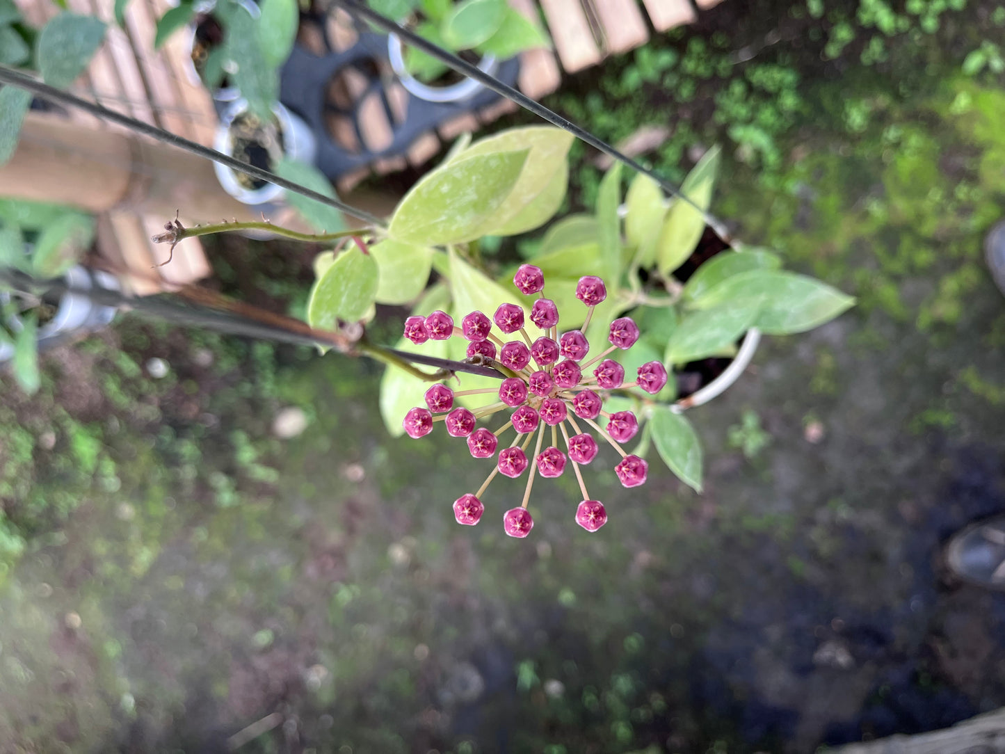 Hoya Gracilis Memoria