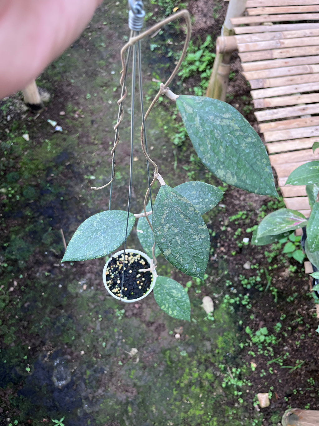 Hoya Vitellina Cianjur Splash