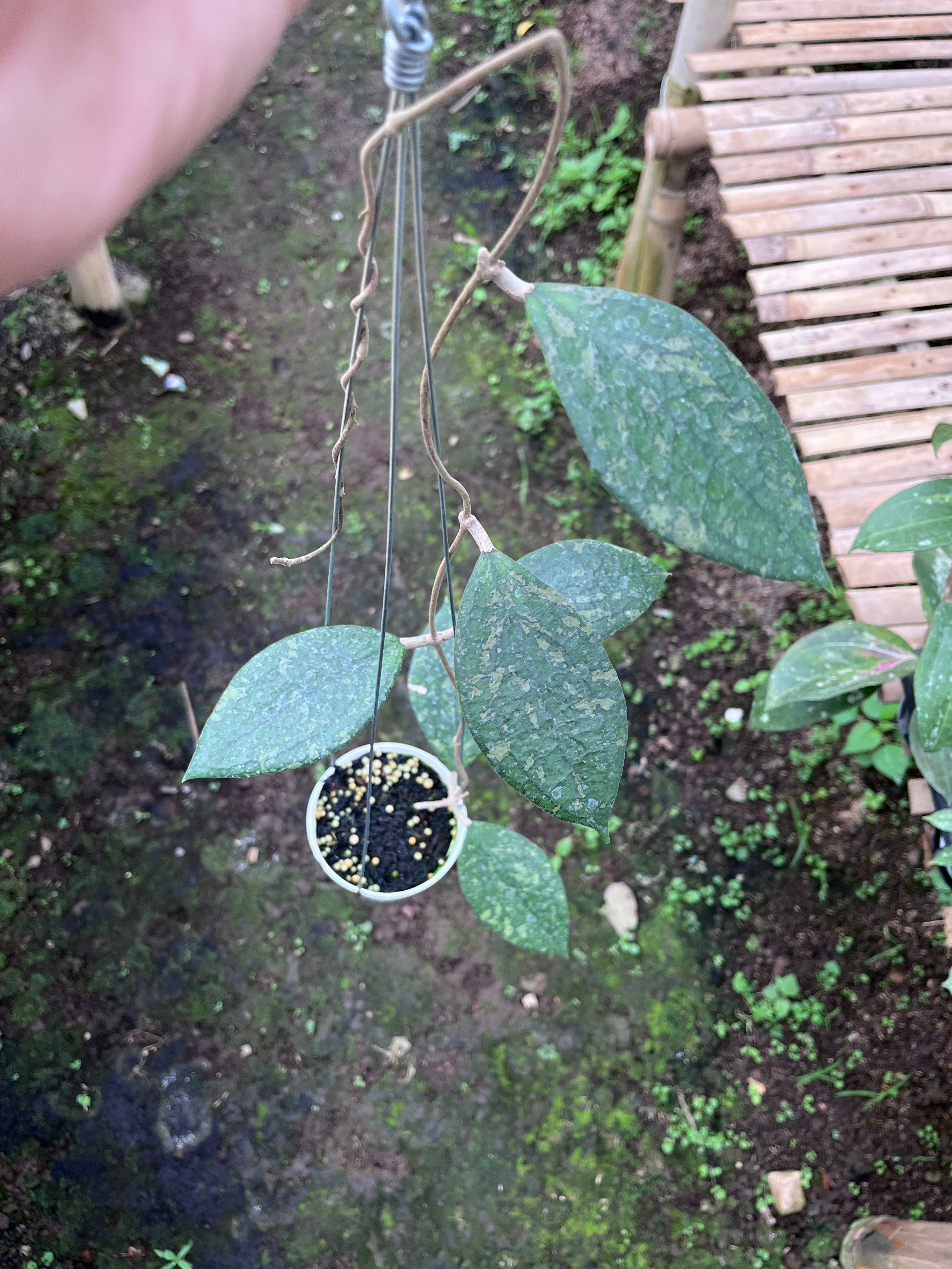 Hoya Vitellina Cianjur Splash