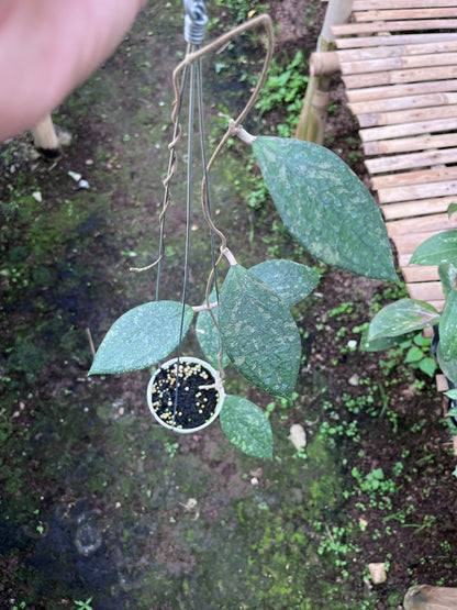 Hoya Vitellina Cianjur Splash