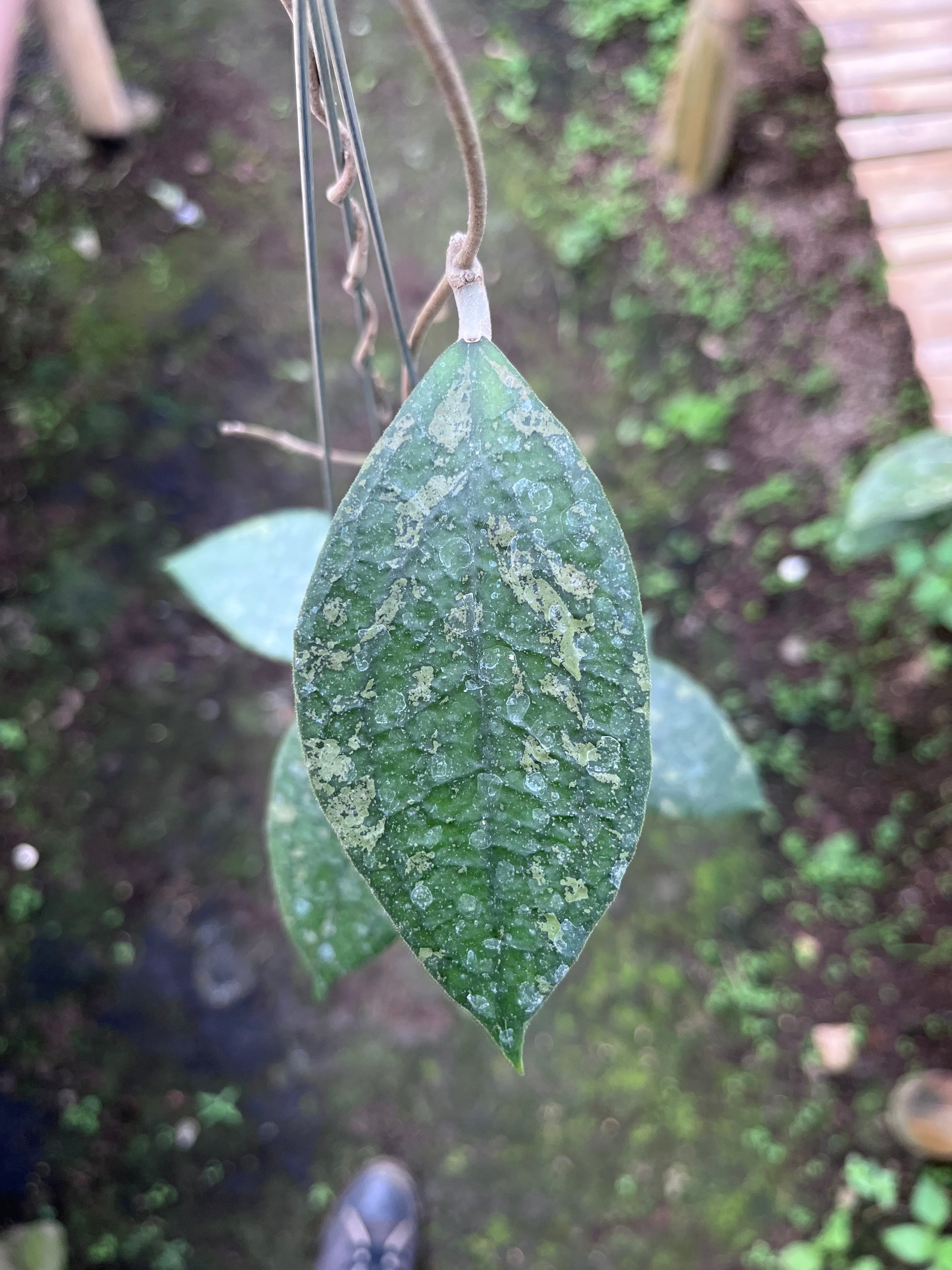 Hoya Vitellina Cianjur Splash