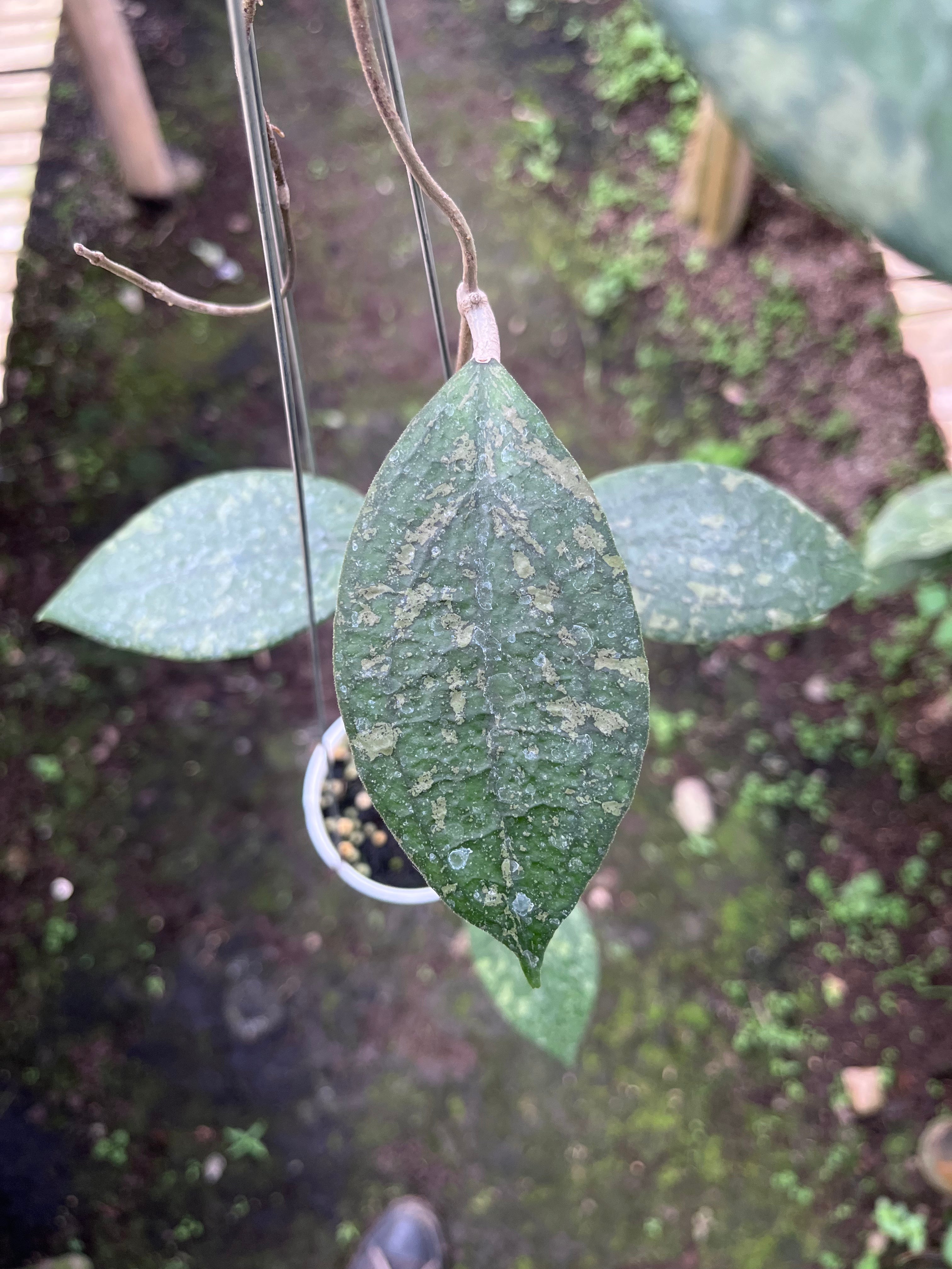 Hoya Vitellina Cianjur Splash
