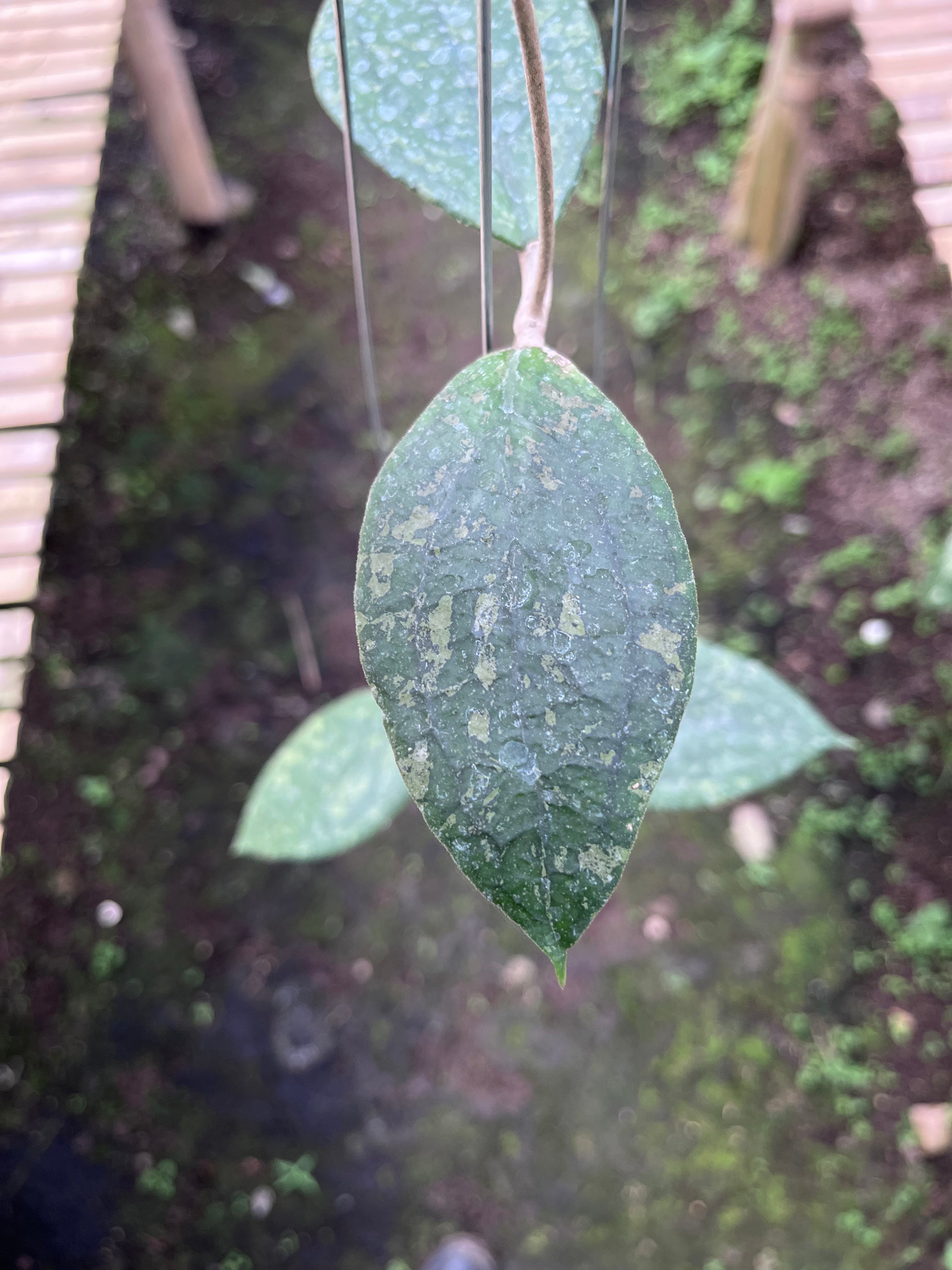 Hoya Vitellina Cianjur Splash