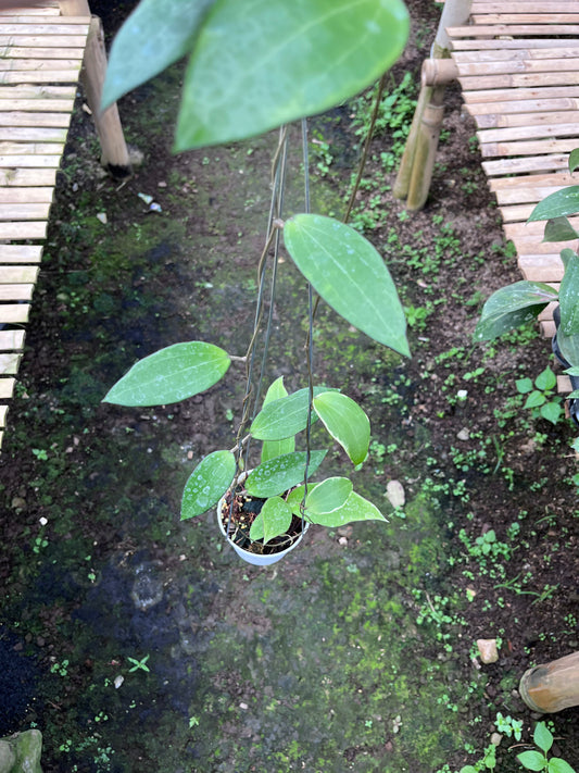 Hoya Cinnamomifolia Albo