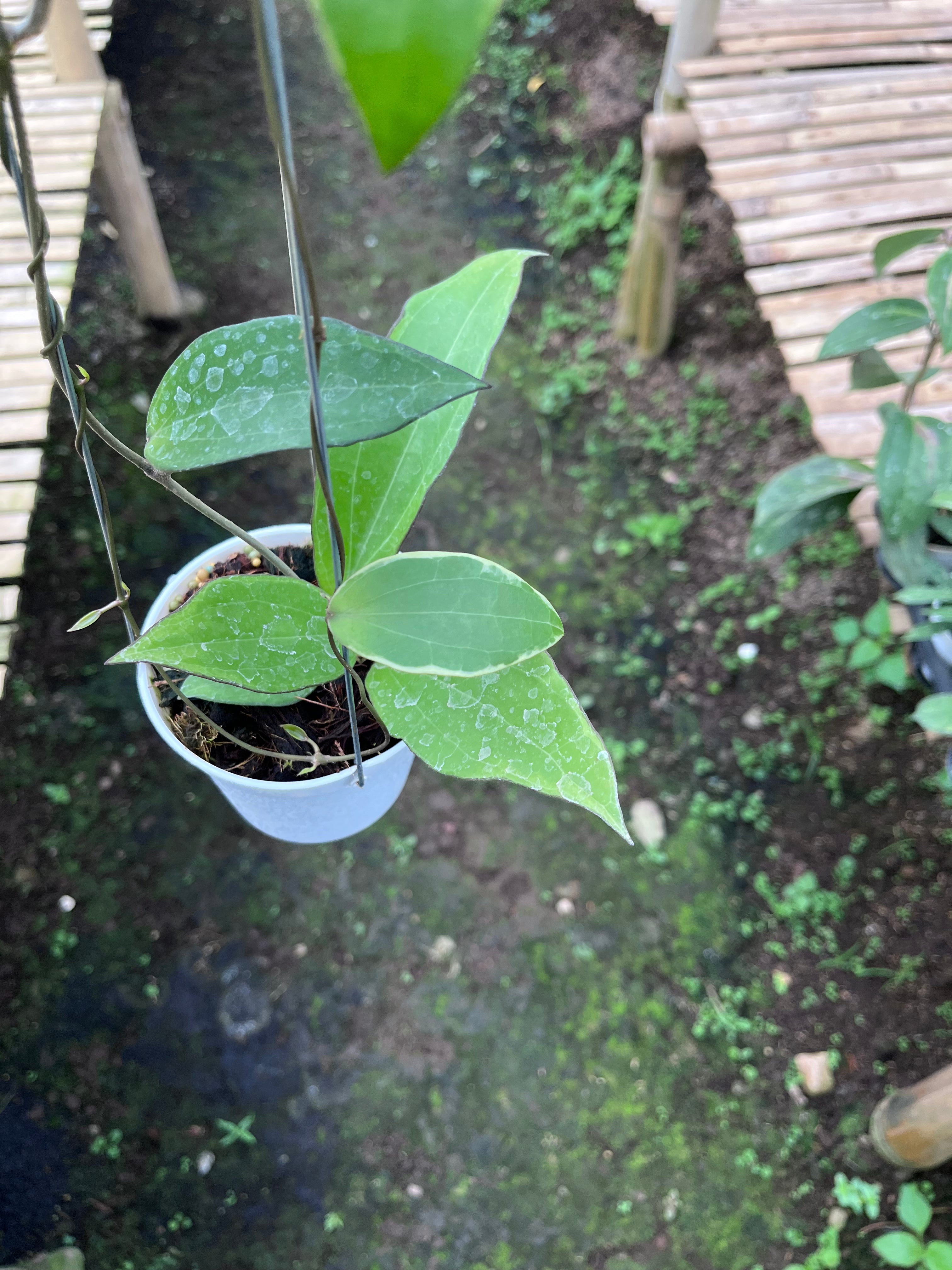 Hoya Cinnamomifolia Albo