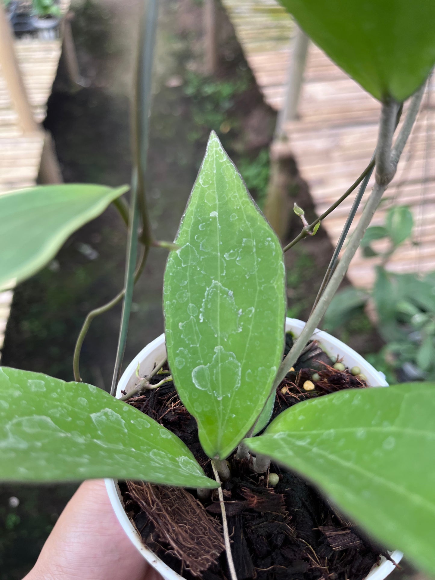 Hoya Cinnamomifolia Albo