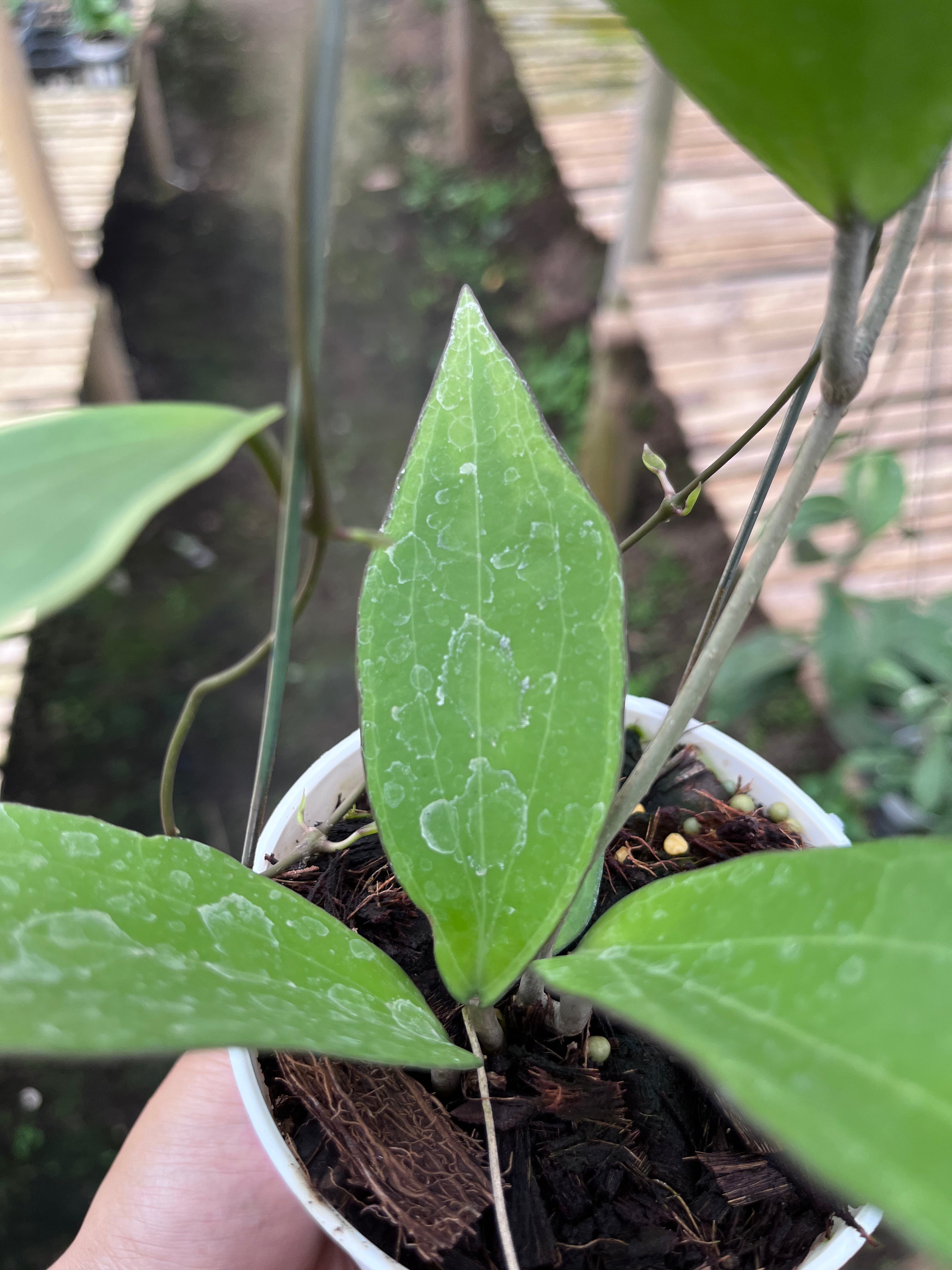 Hoya Cinnamomifolia Albo