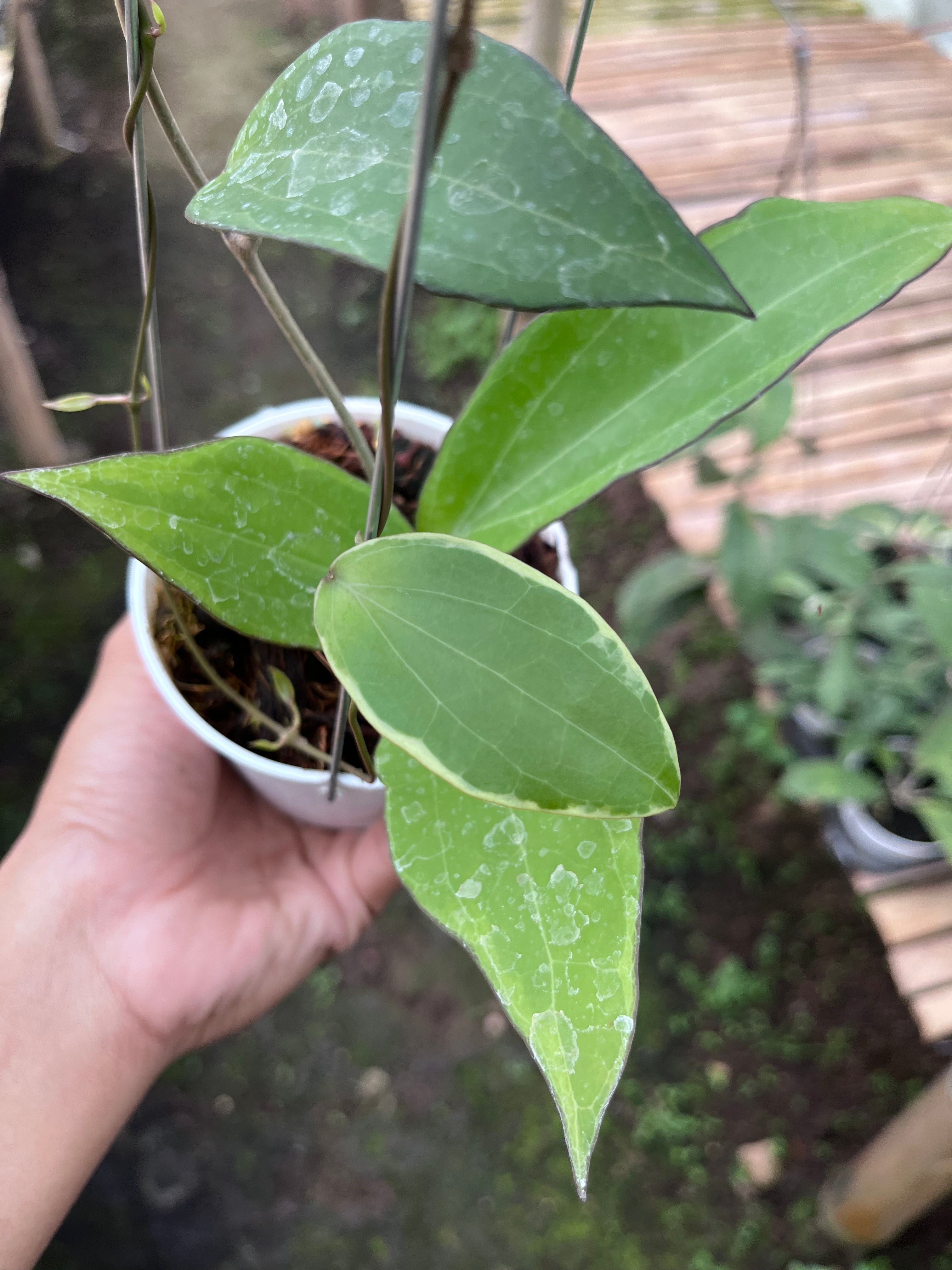 Hoya Cinnamomifolia Albo