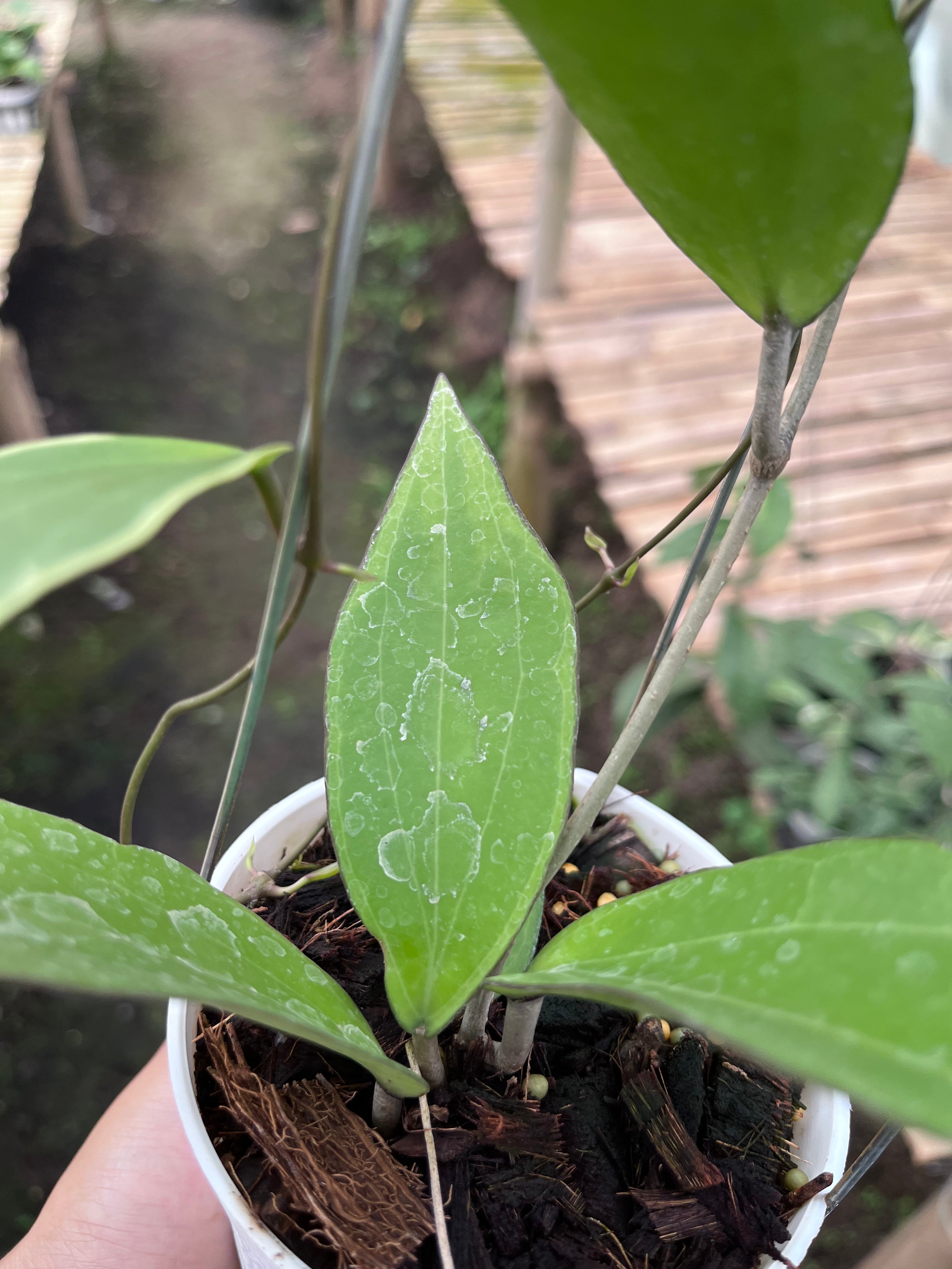Hoya Cinnamomifolia Albo