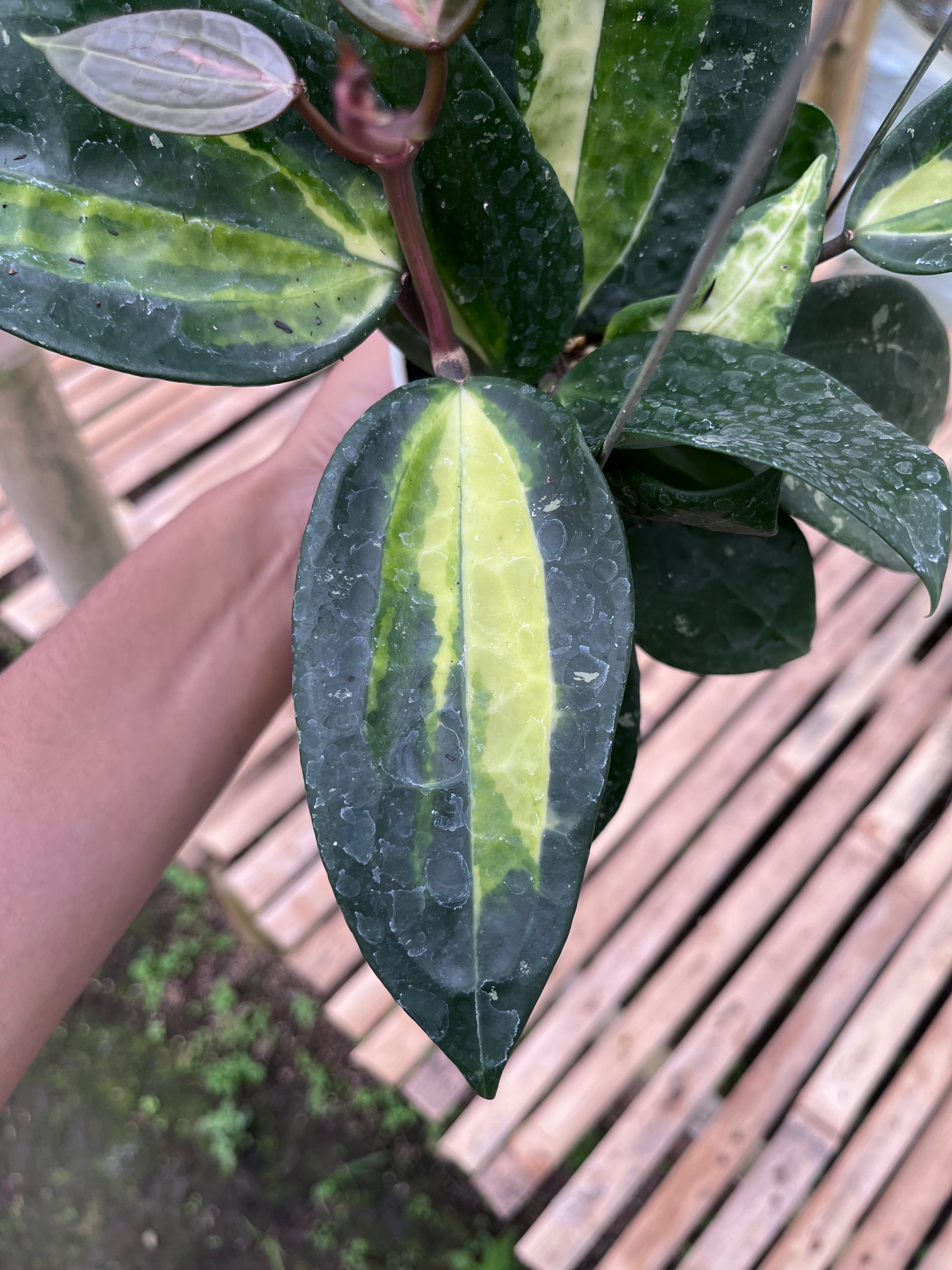 Hoya Latifolia Fn015