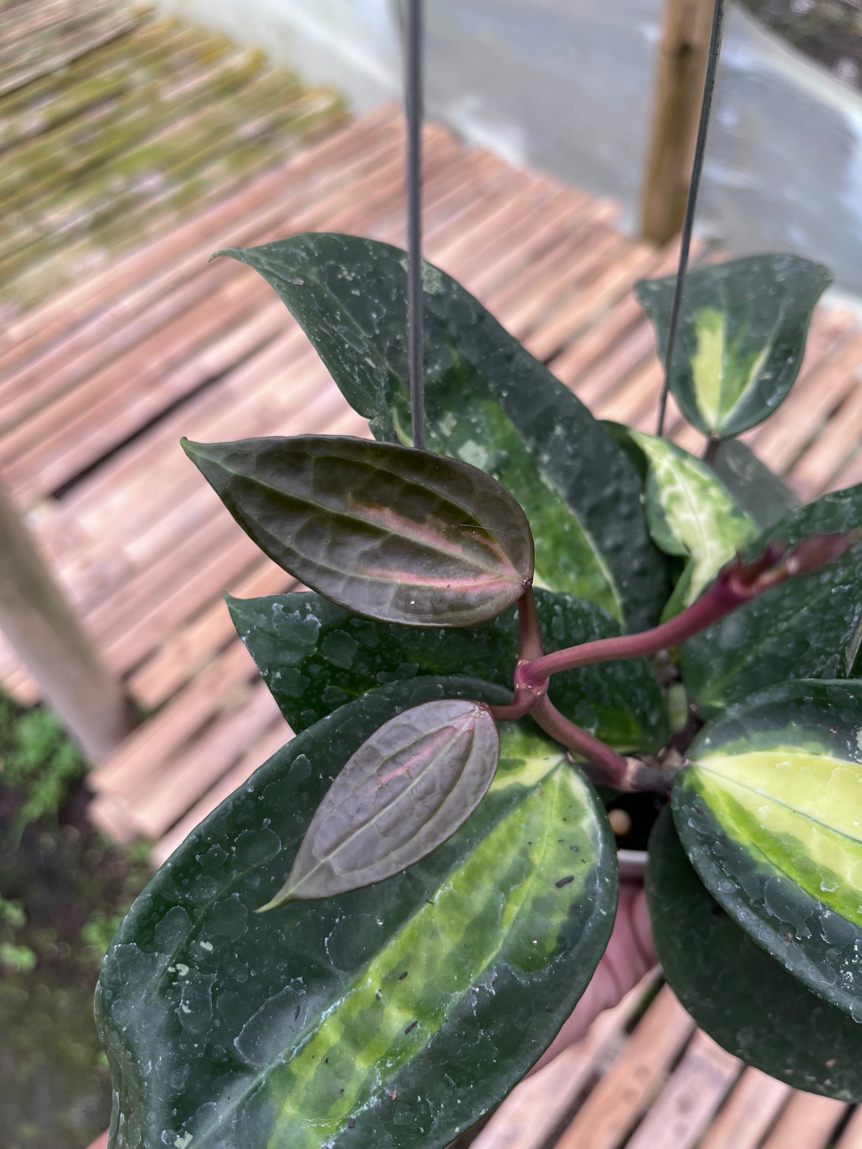 Hoya Latifolia Fn015