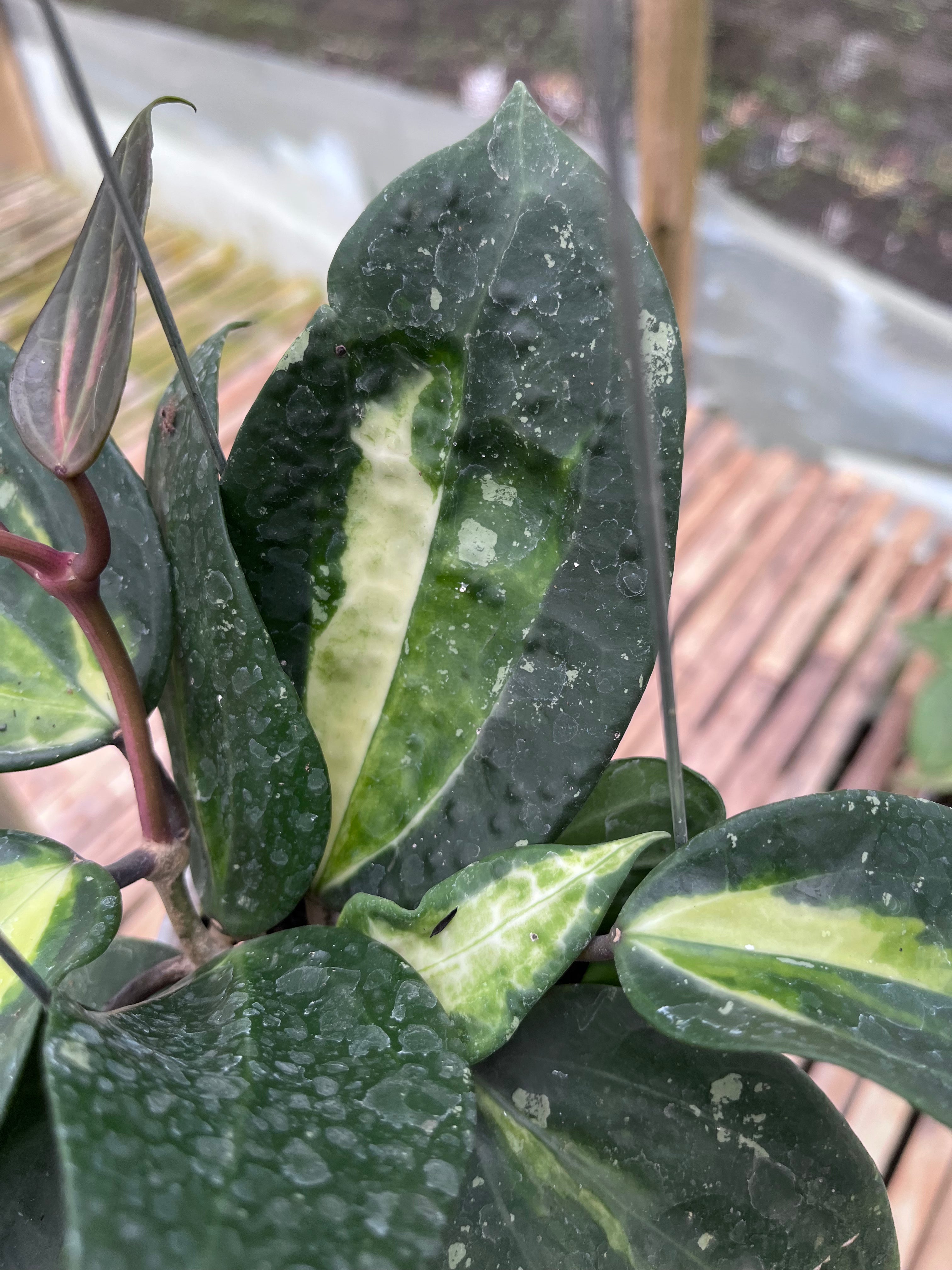 Hoya Latifolia Fn015
