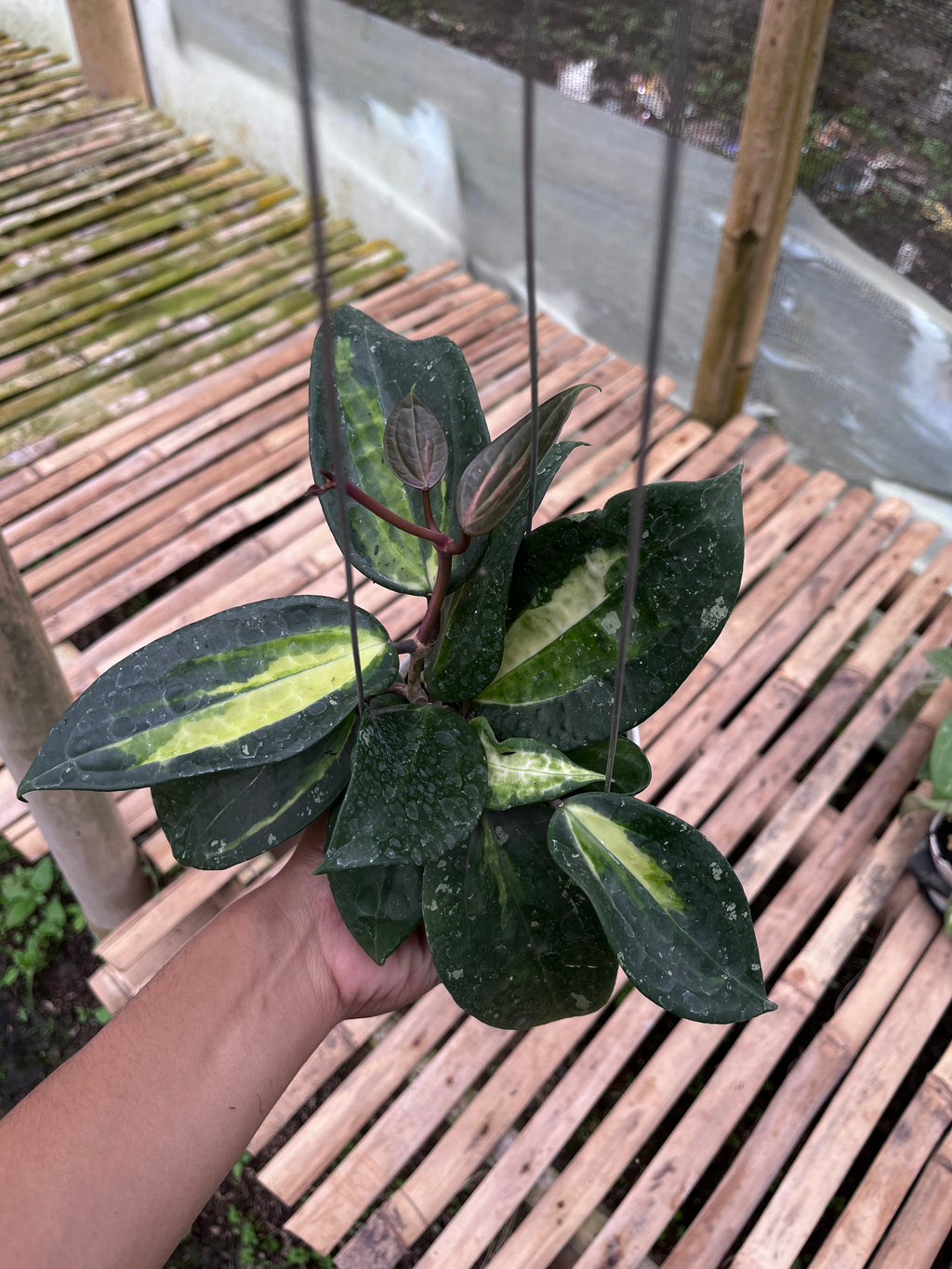 Hoya Latifolia Fn015