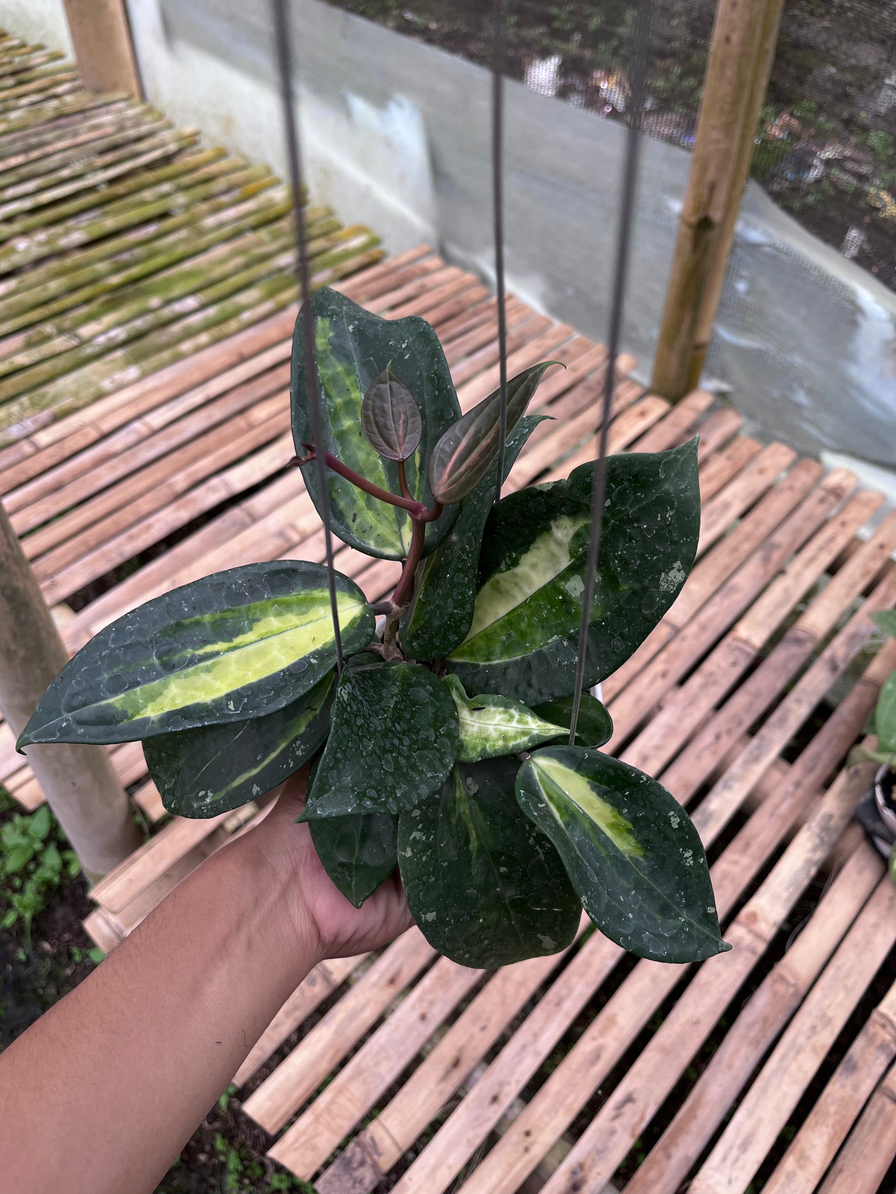 Hoya Latifolia Fn015