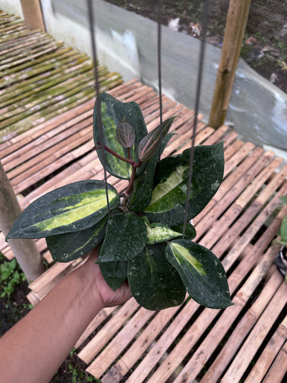 Hoya Latifolia Fn015