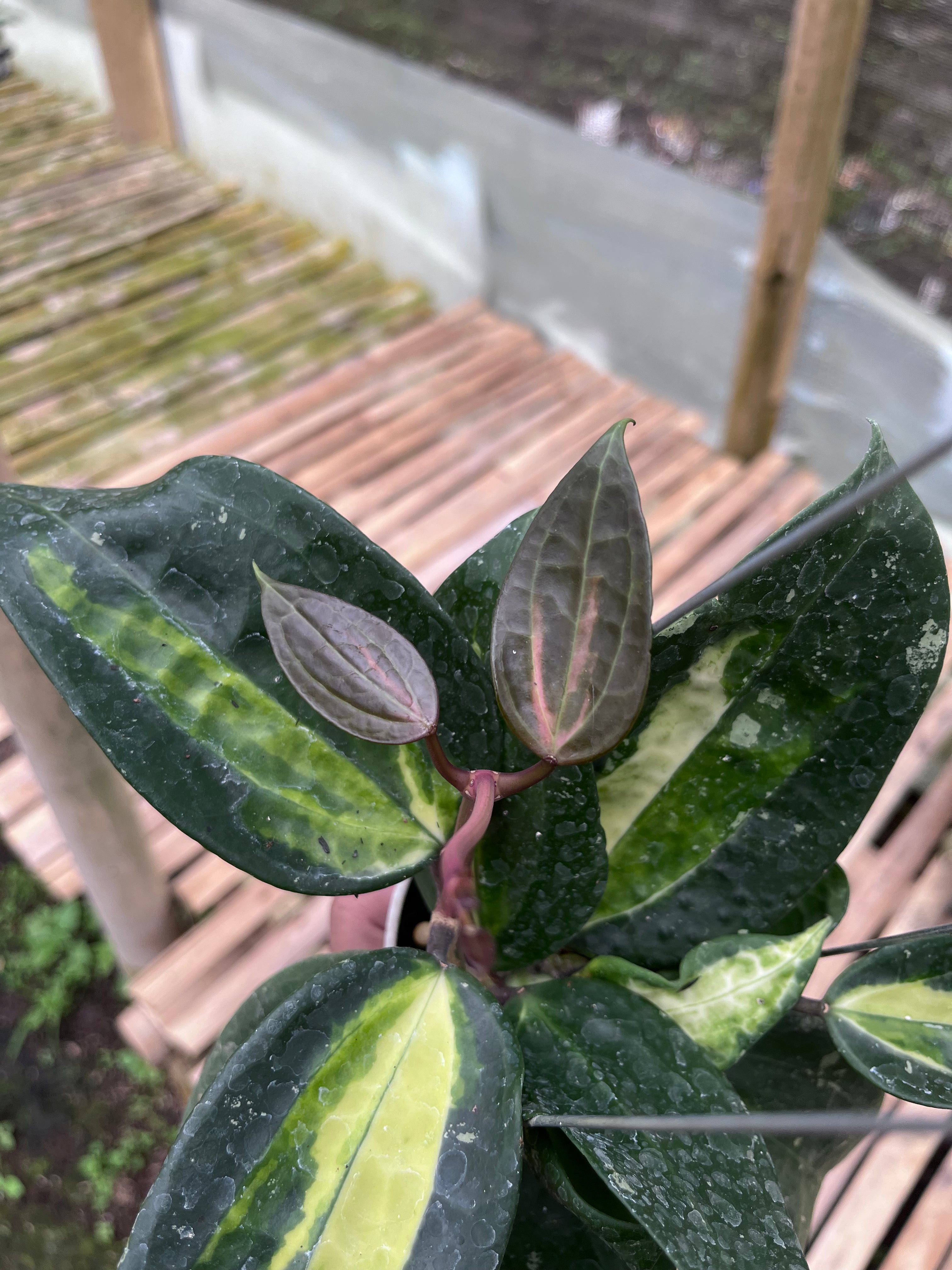 Hoya Latifolia Fn015