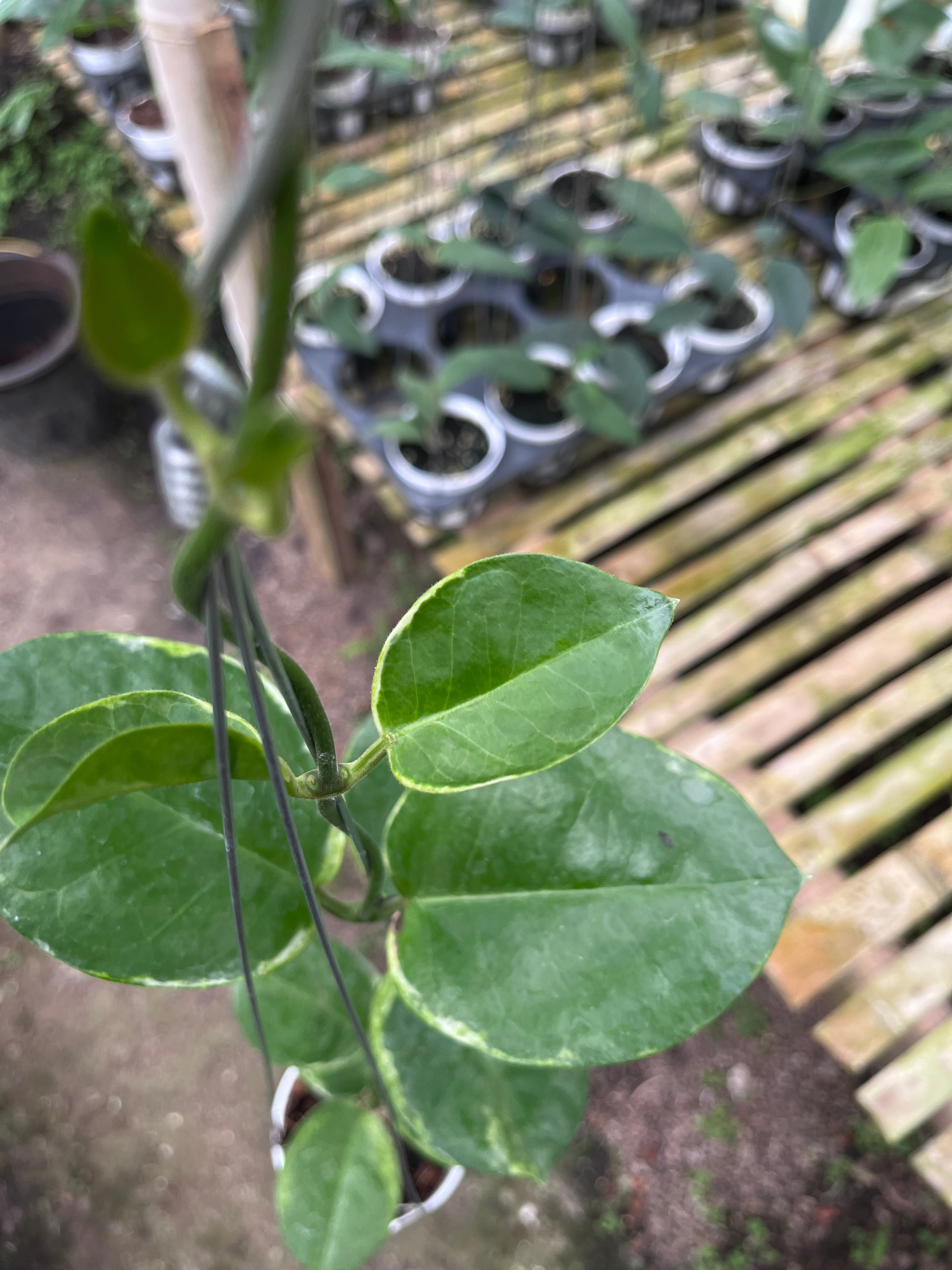 Hoya Australis Albo