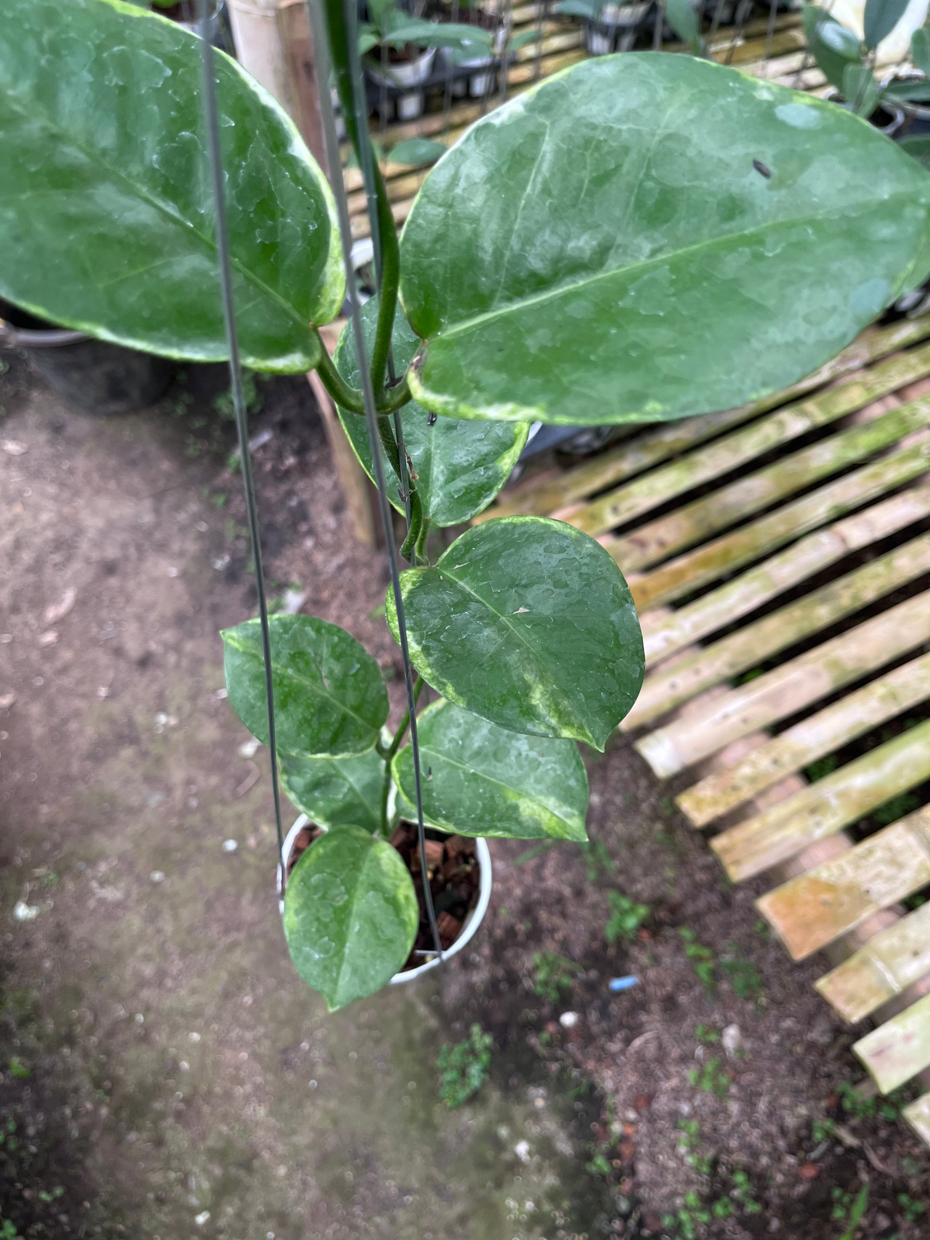 Hoya Australis Albo