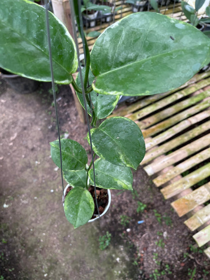 Hoya Australis Albo