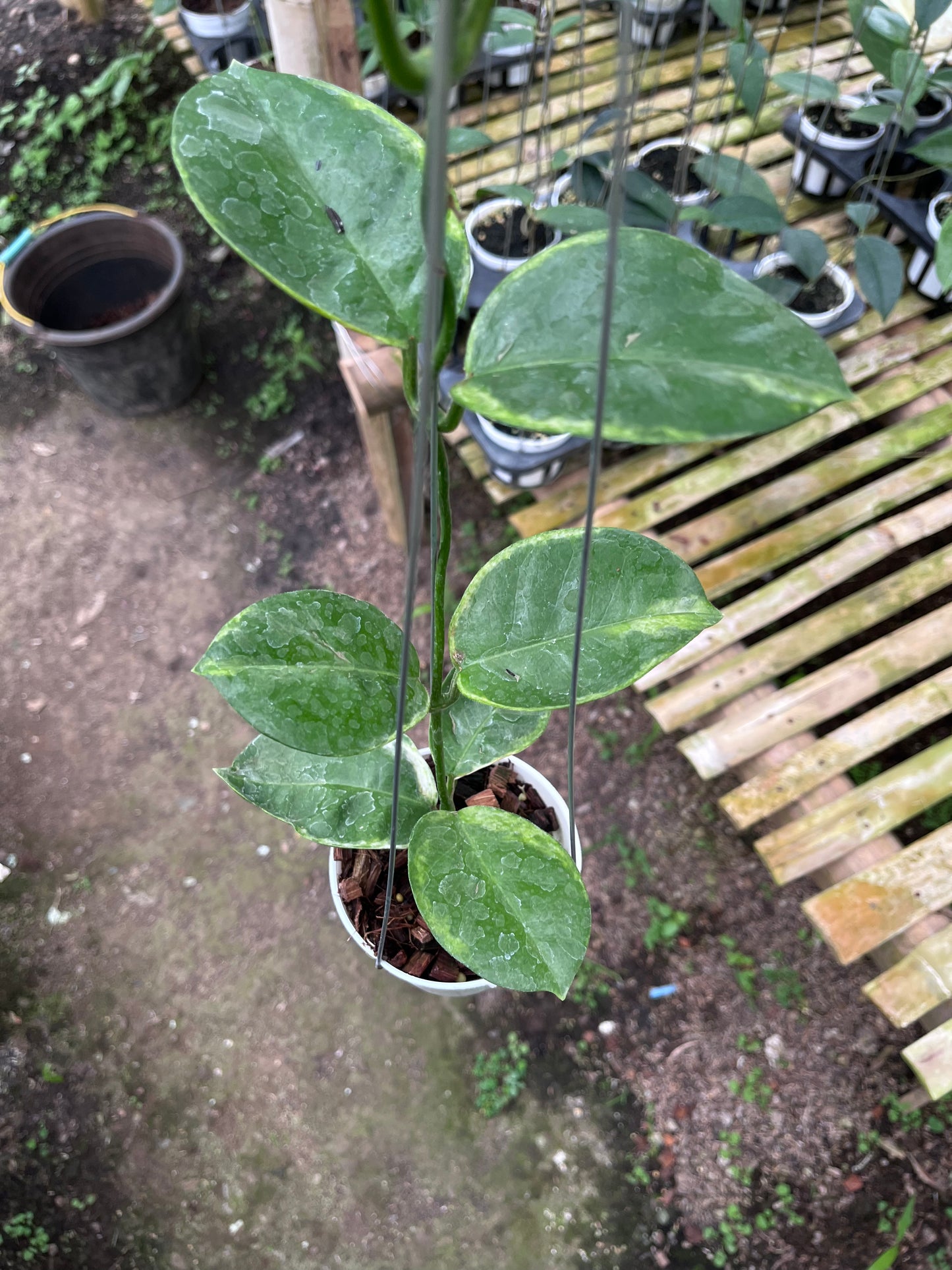 Hoya Australis Albo