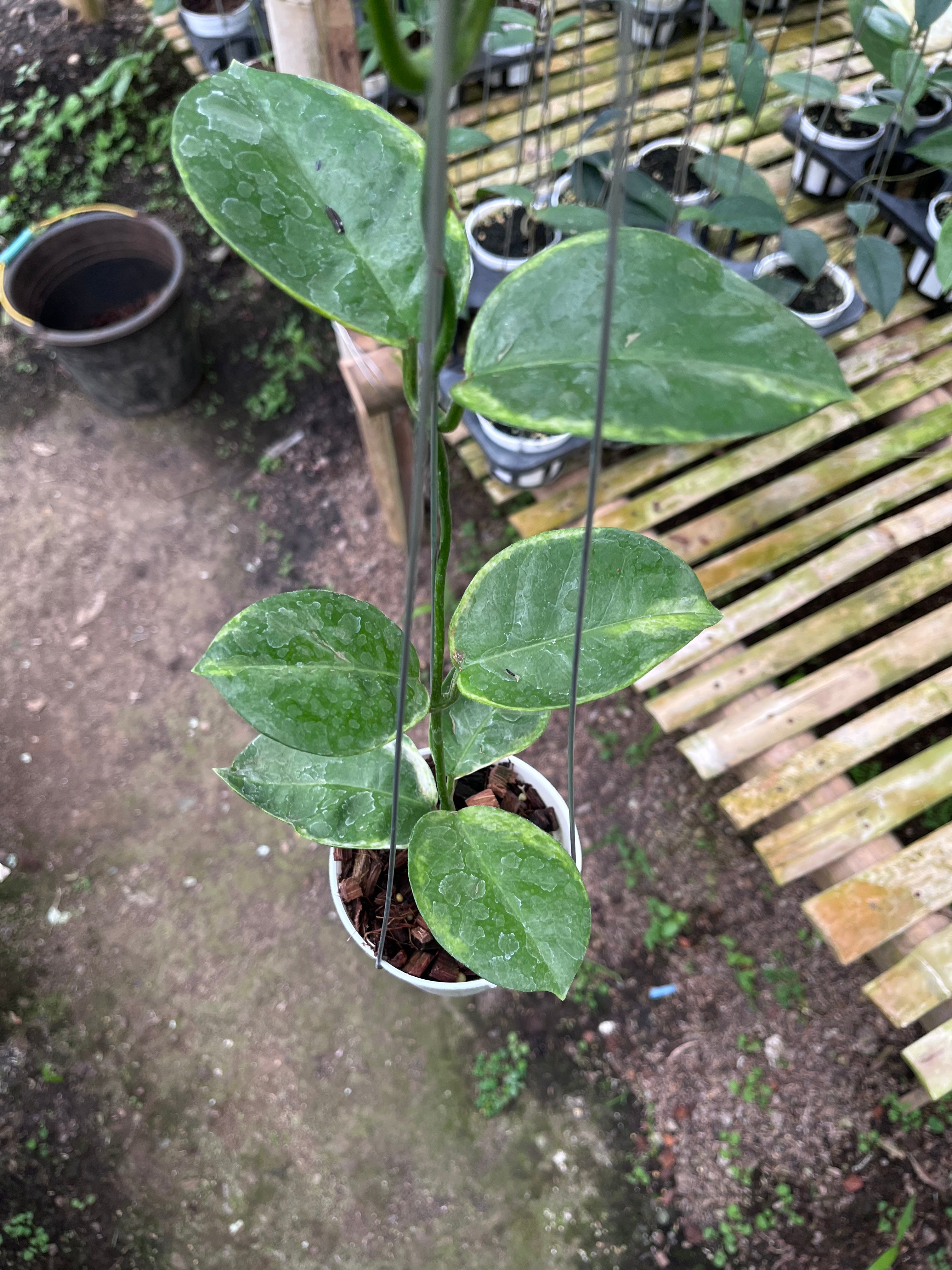 Hoya Australis Albo