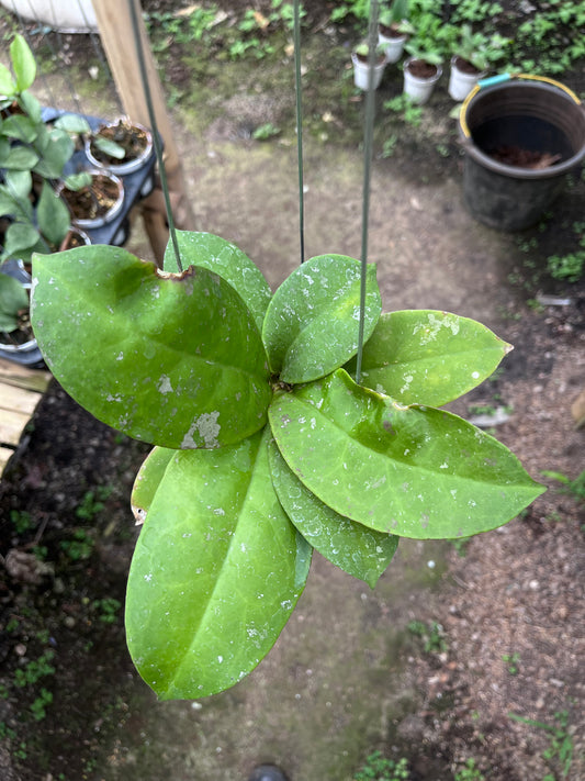 Hoya Mitrata Splash