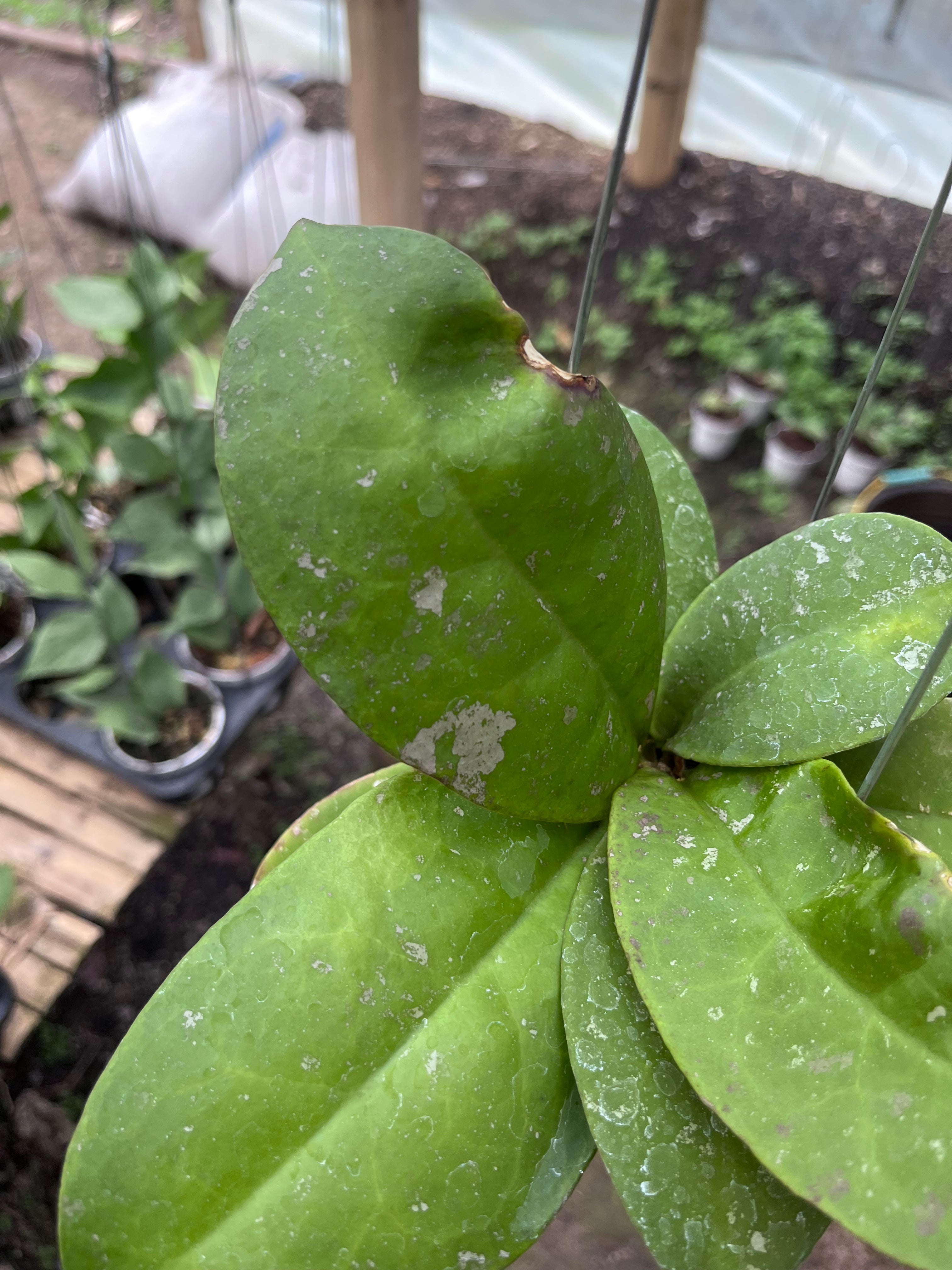 Hoya Mitrata Splash