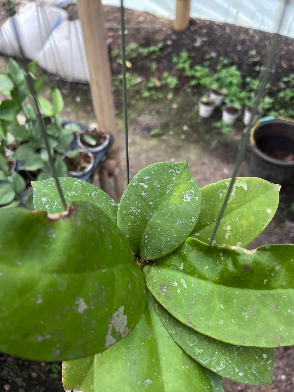 Hoya Mitrata Splash
