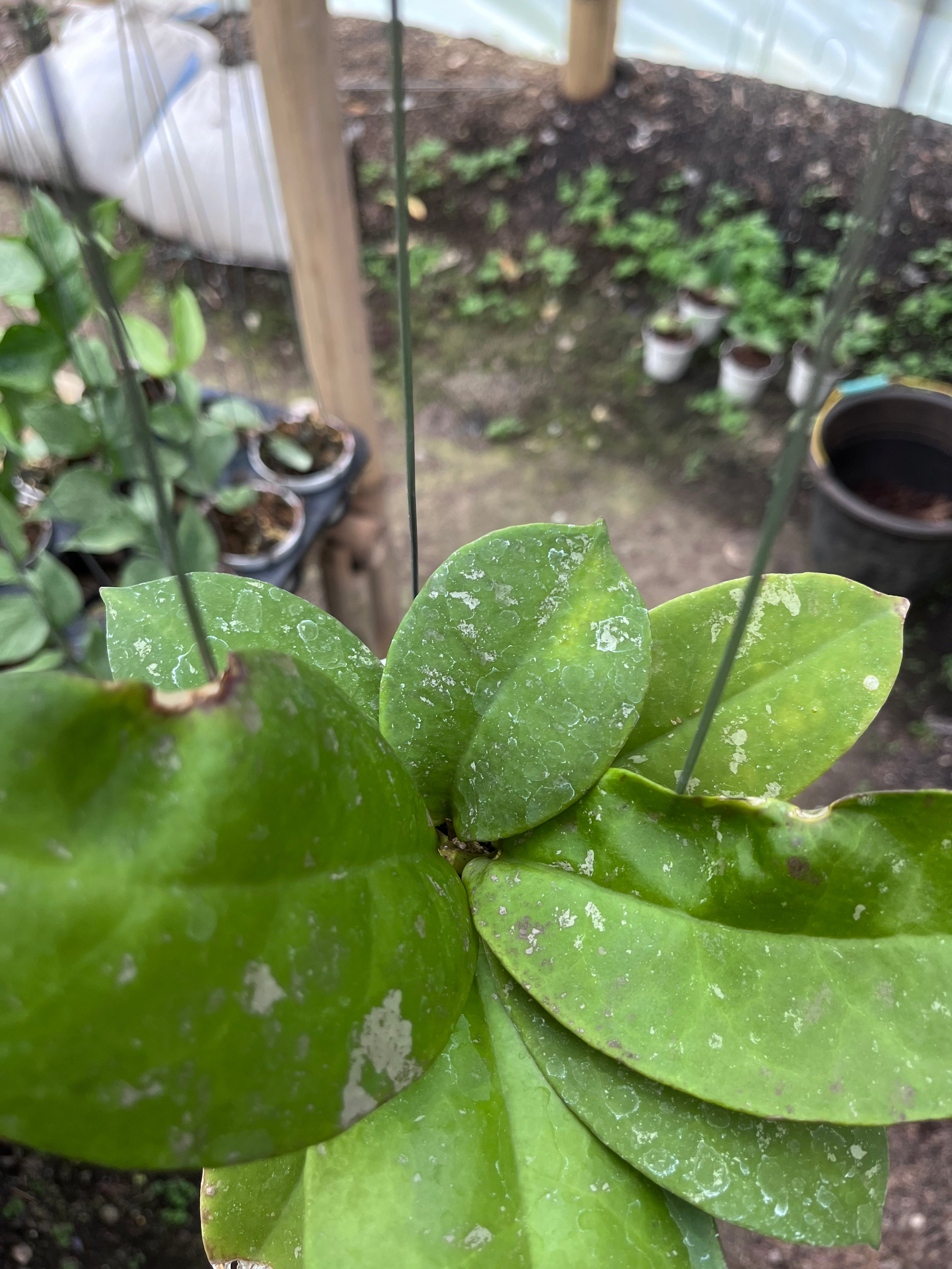 Hoya Mitrata Splash