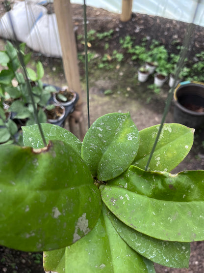 Hoya Mitrata Splash