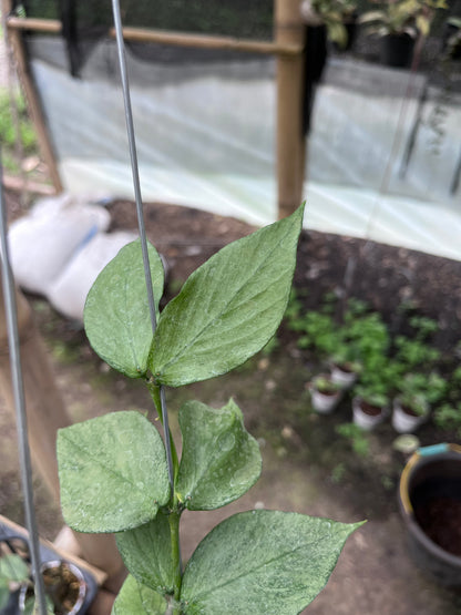 Hoya Polyneura Broget