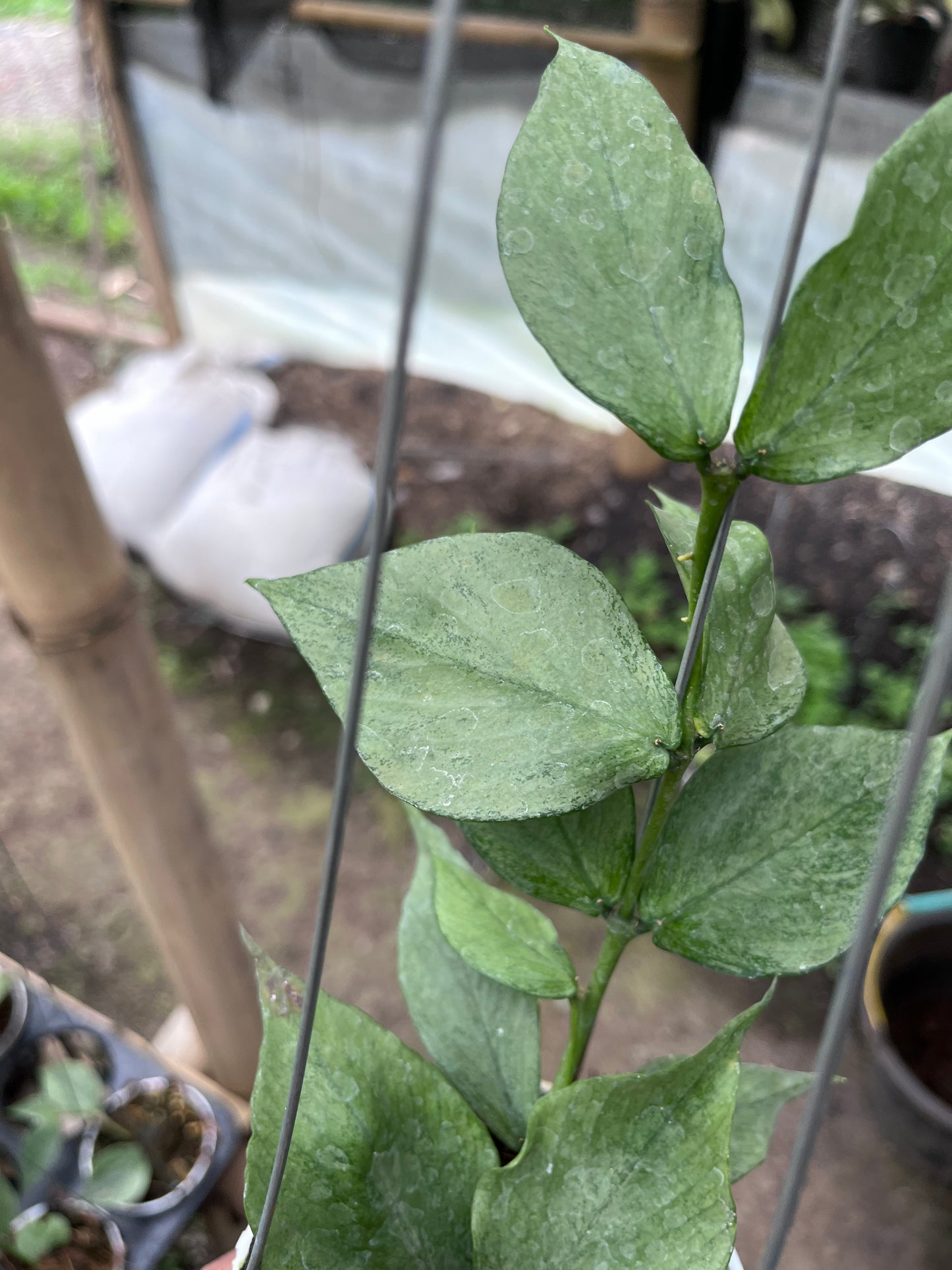 Hoya Polyneura Broget