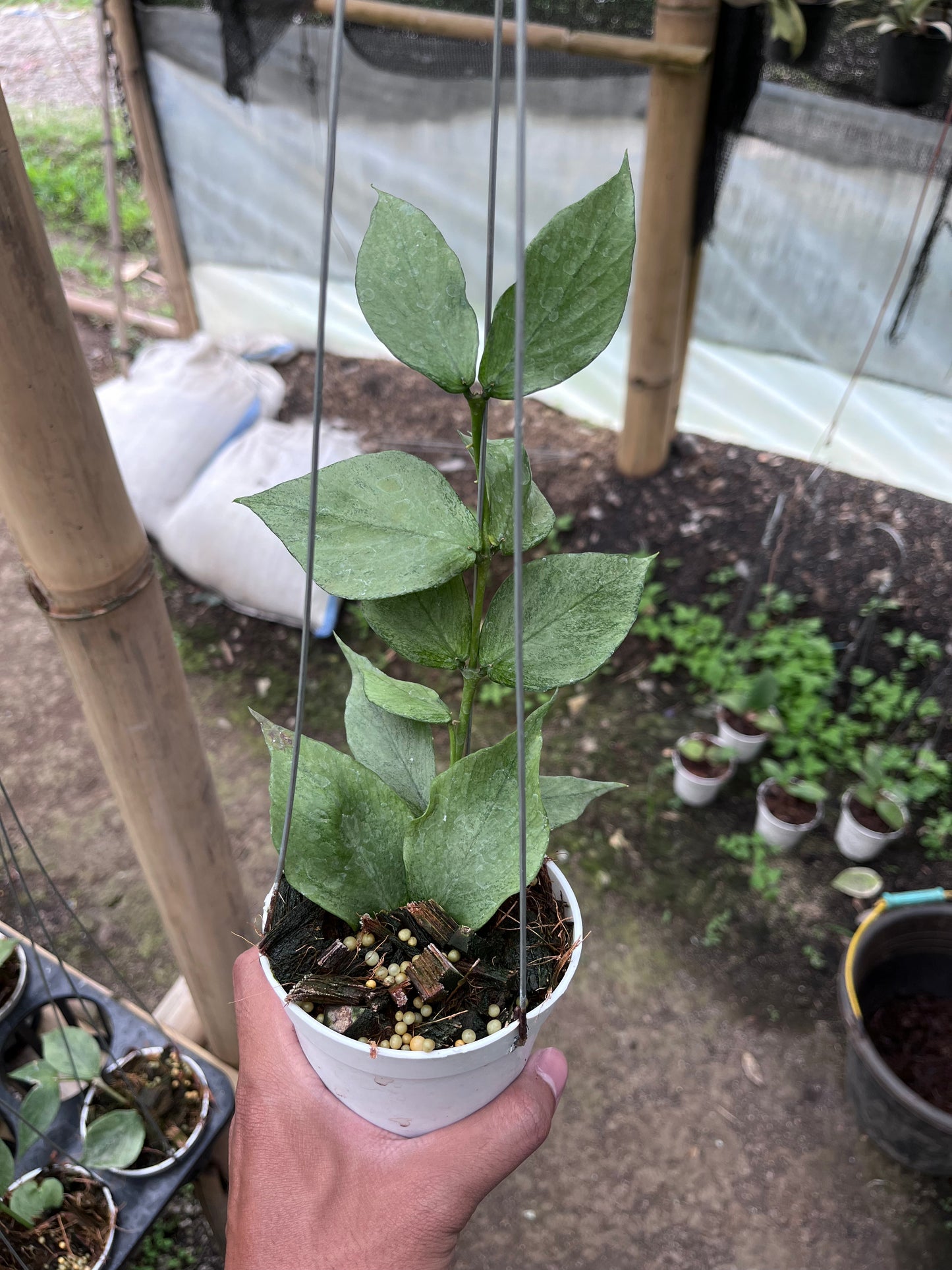Hoya Polyneura Broget
